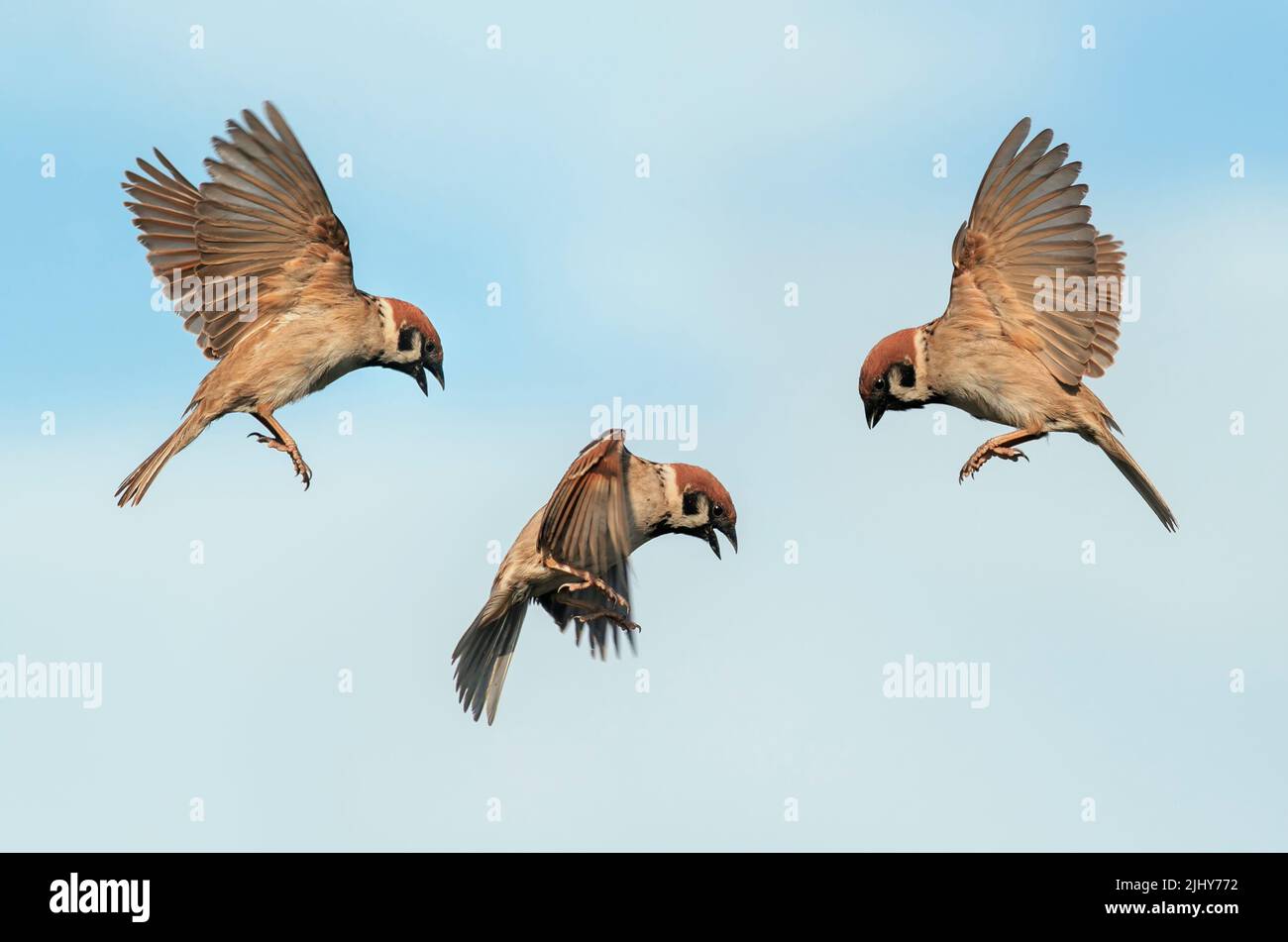 three stages of flight sparrow birds in the garden waving their wings