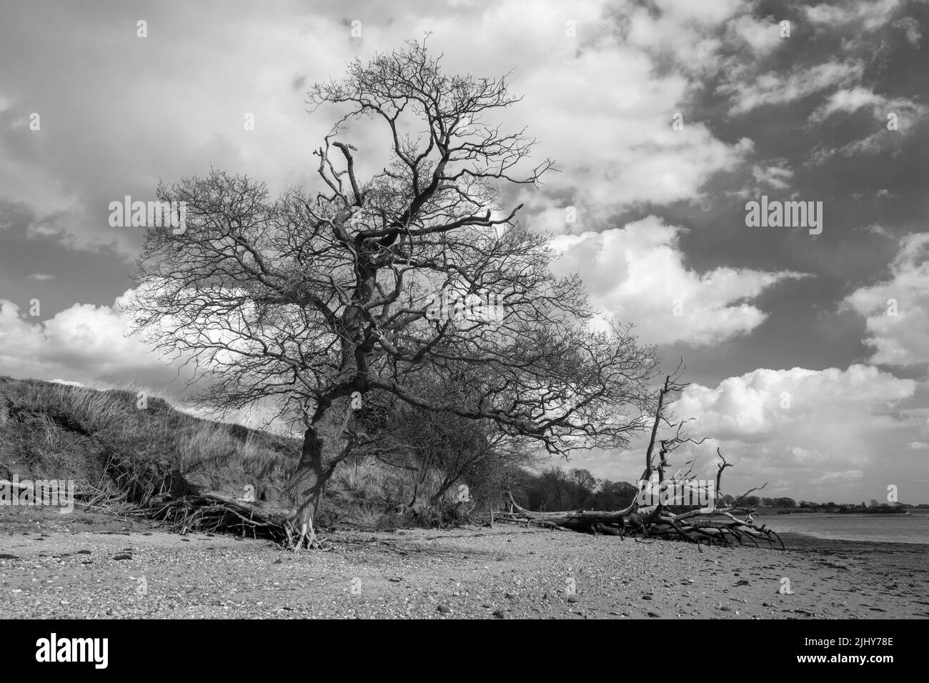 Black and white image of coastal erosion at Holbrook, Suffolk, England ...