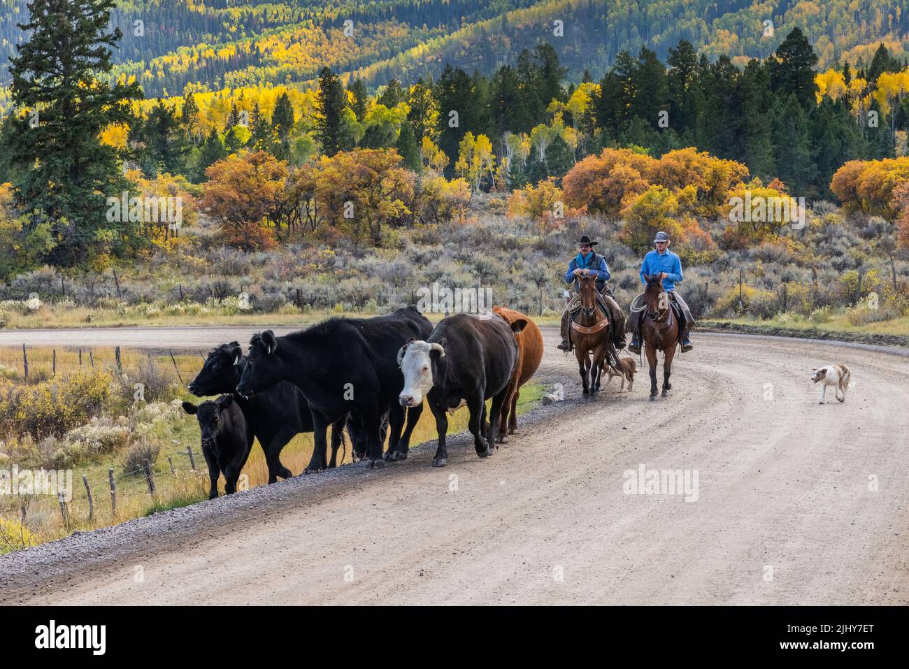 2 cowboys herding cattle along the Big Cimarron Road in Montrose County in the fall, Colorado Stock Photo