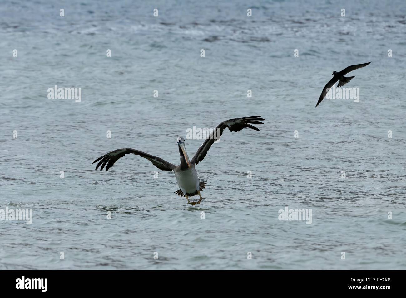 A Peruvian Pelican comes in to land on the water as an Inca Tern flies by in Pan de Azucar National Park in Chile. Stock Photo