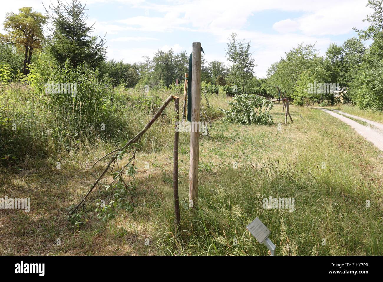 Weimar, Germany. 21st July, 2022. Two trees have been cut down near the