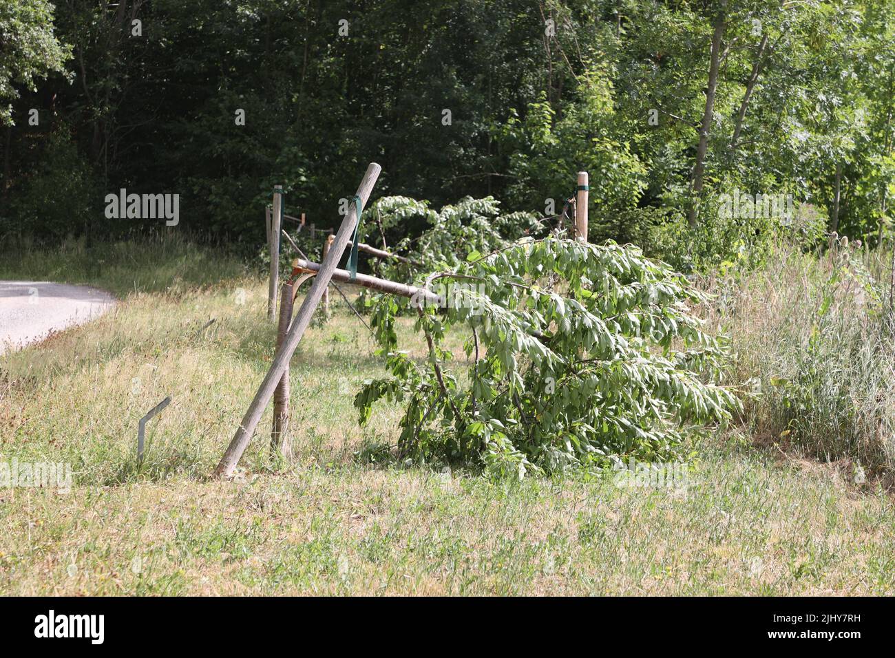 Weimar, Germany. 21st July, 2022. Two trees have been cut down near the