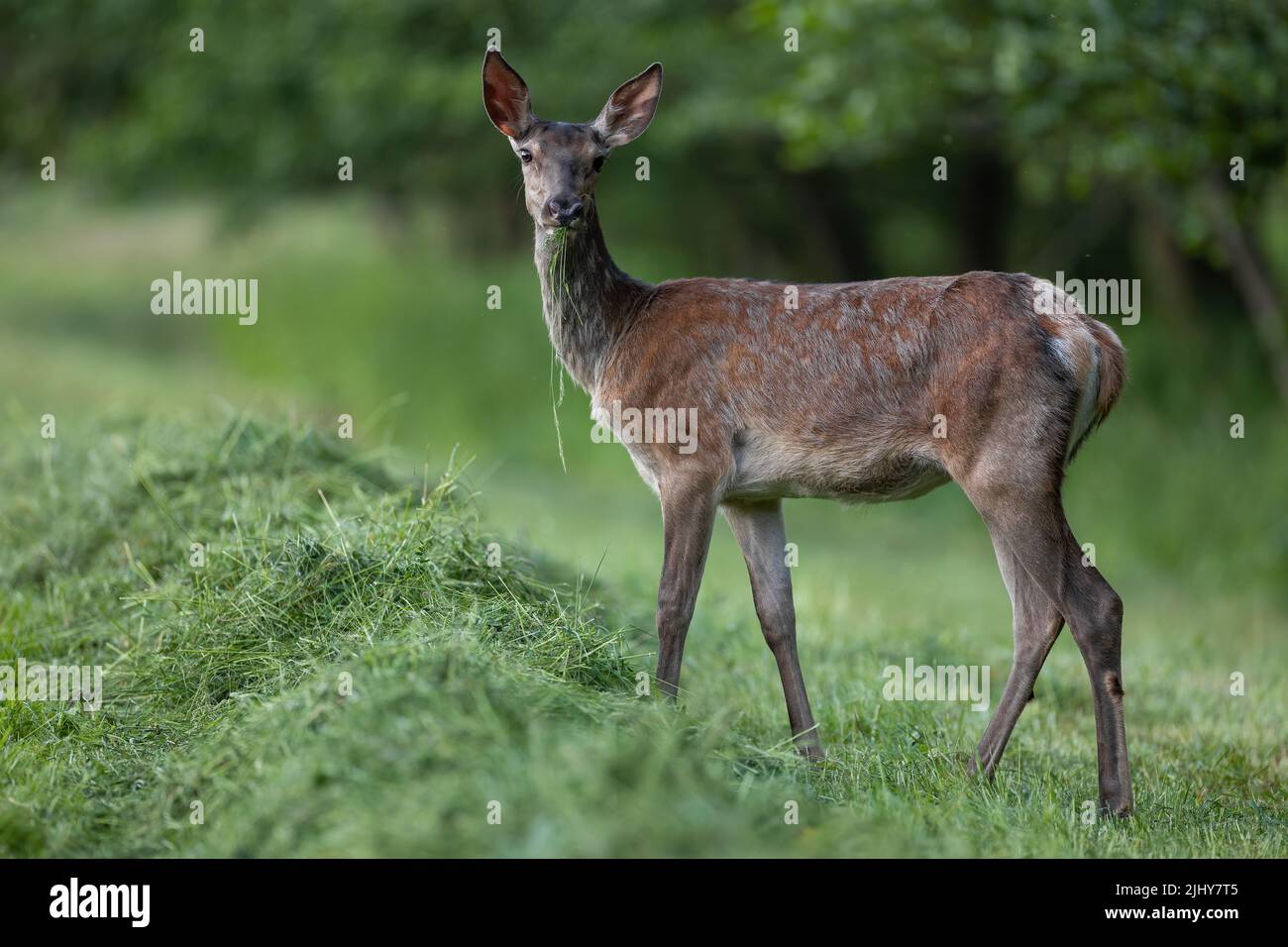 Red deer female eating mowed grass in summer nature Stock Photo