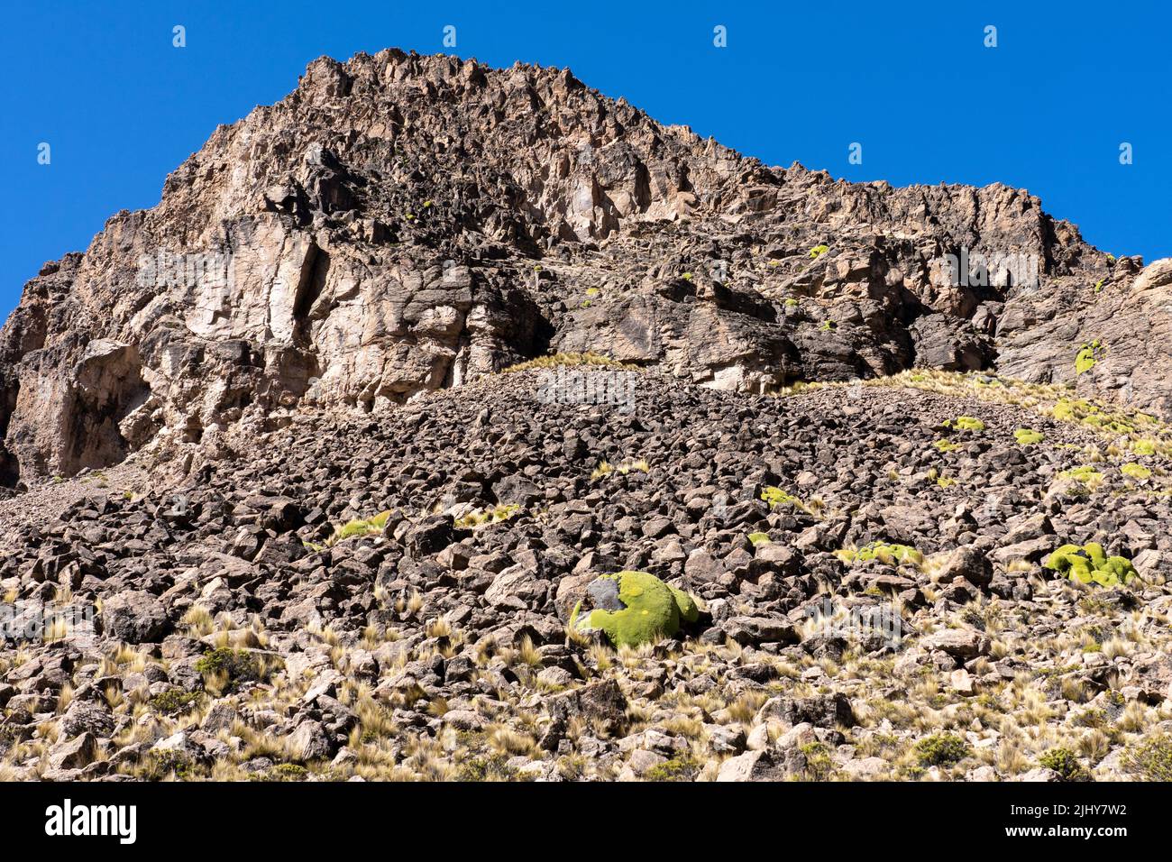 Yareta or llareta azorella compacta on the altiplano hi-res stock ...