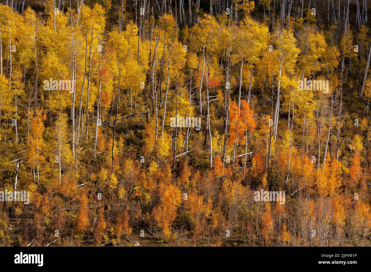 Autumn colors along Last Dollar Road, Telluride, Colorado Stock Photo