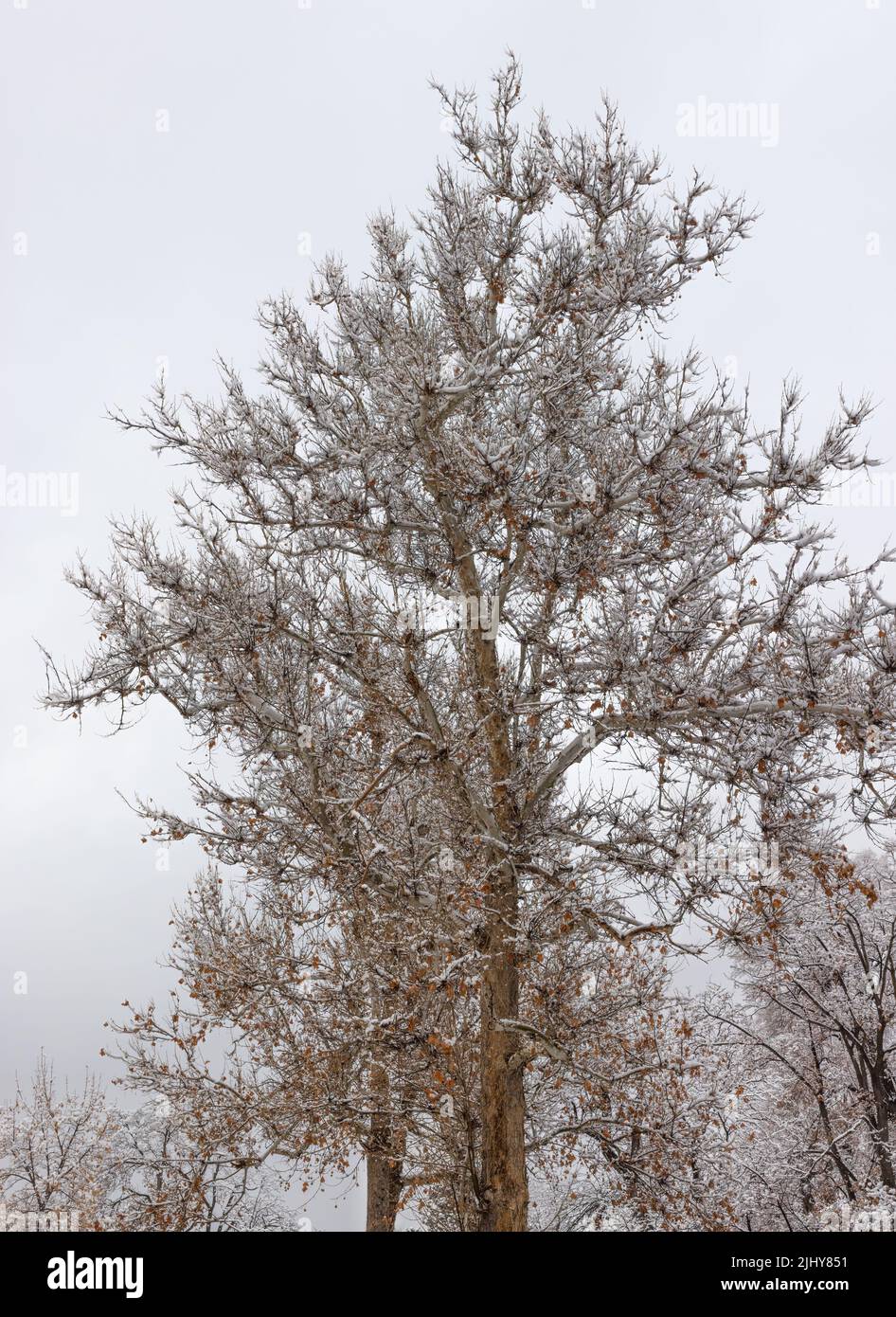Snow dusted tree, Salt Lake City, Utah Stock Photo