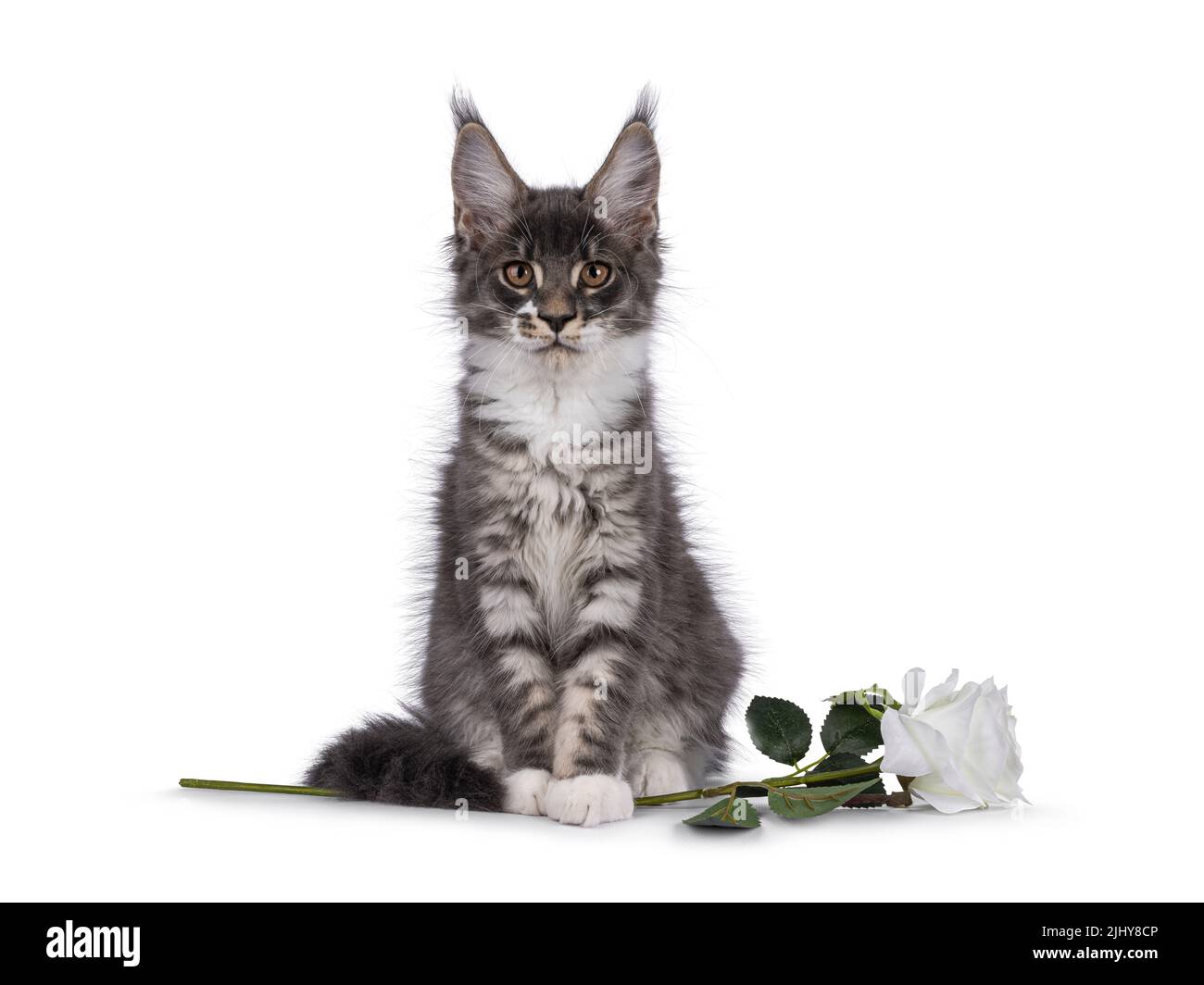 Kitten Fake Id