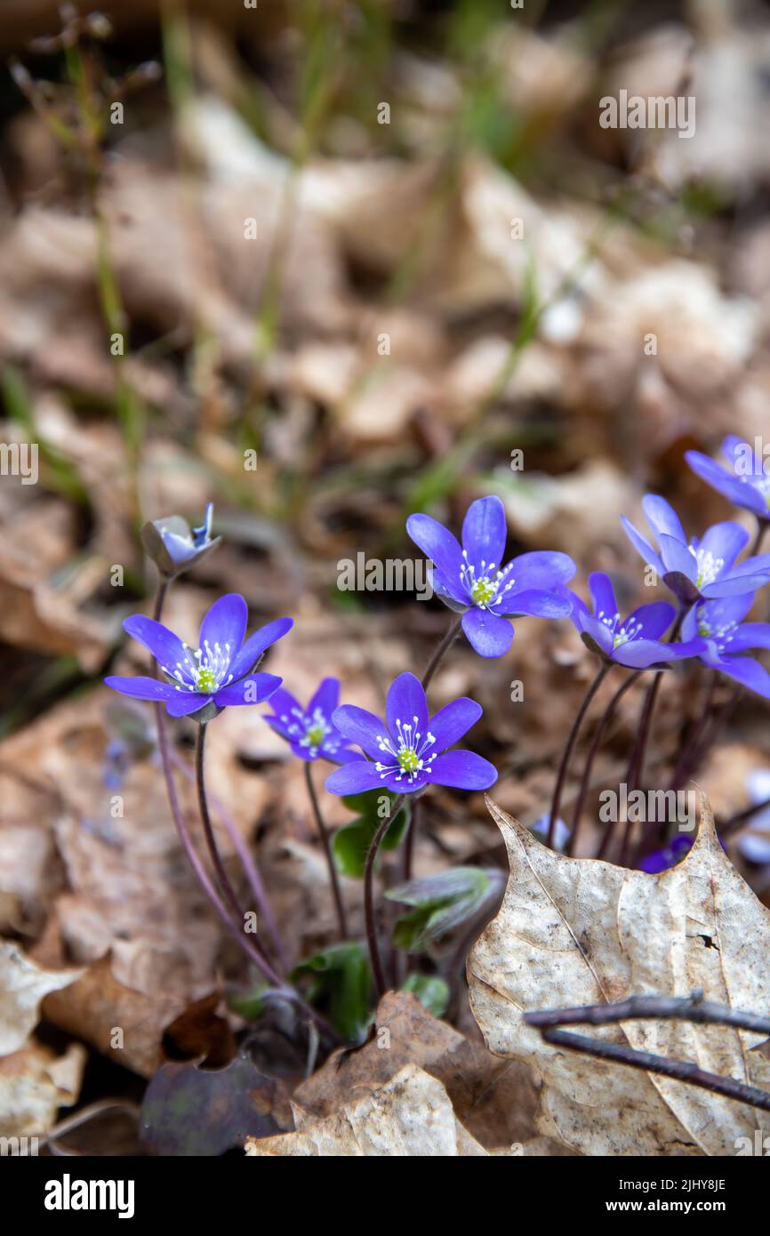A vertical shot of common hepatica flowers blossoming on blurred ...
