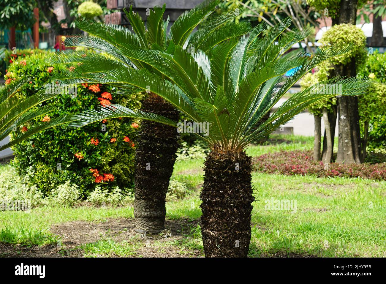 Cycas Revoluta (pakis haji, Cycas revoluta, Sotetsu, sago palm, king sago, sago cycad, Japanese sago palm) in the garden Stock Photo