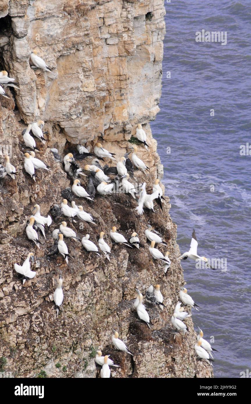 Gannets nesting on the cliffs at RSPB Bempton Cliffs, Yorkshire. Stock Photo