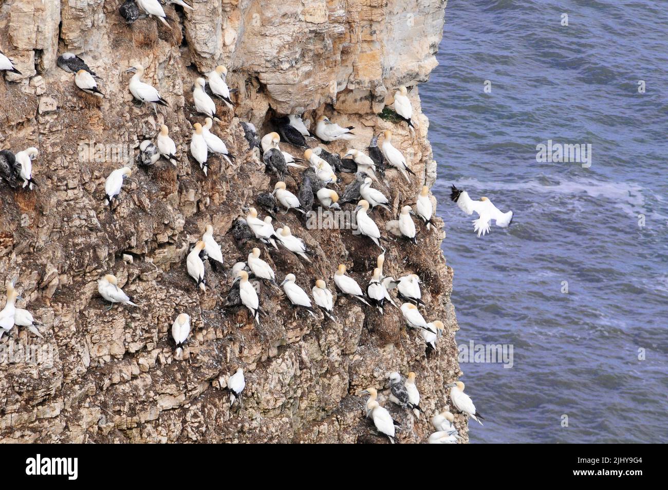Gannetts nesting on the cliffs at RSPB Bempton Cliffs, Yorkshire. Stock Photo