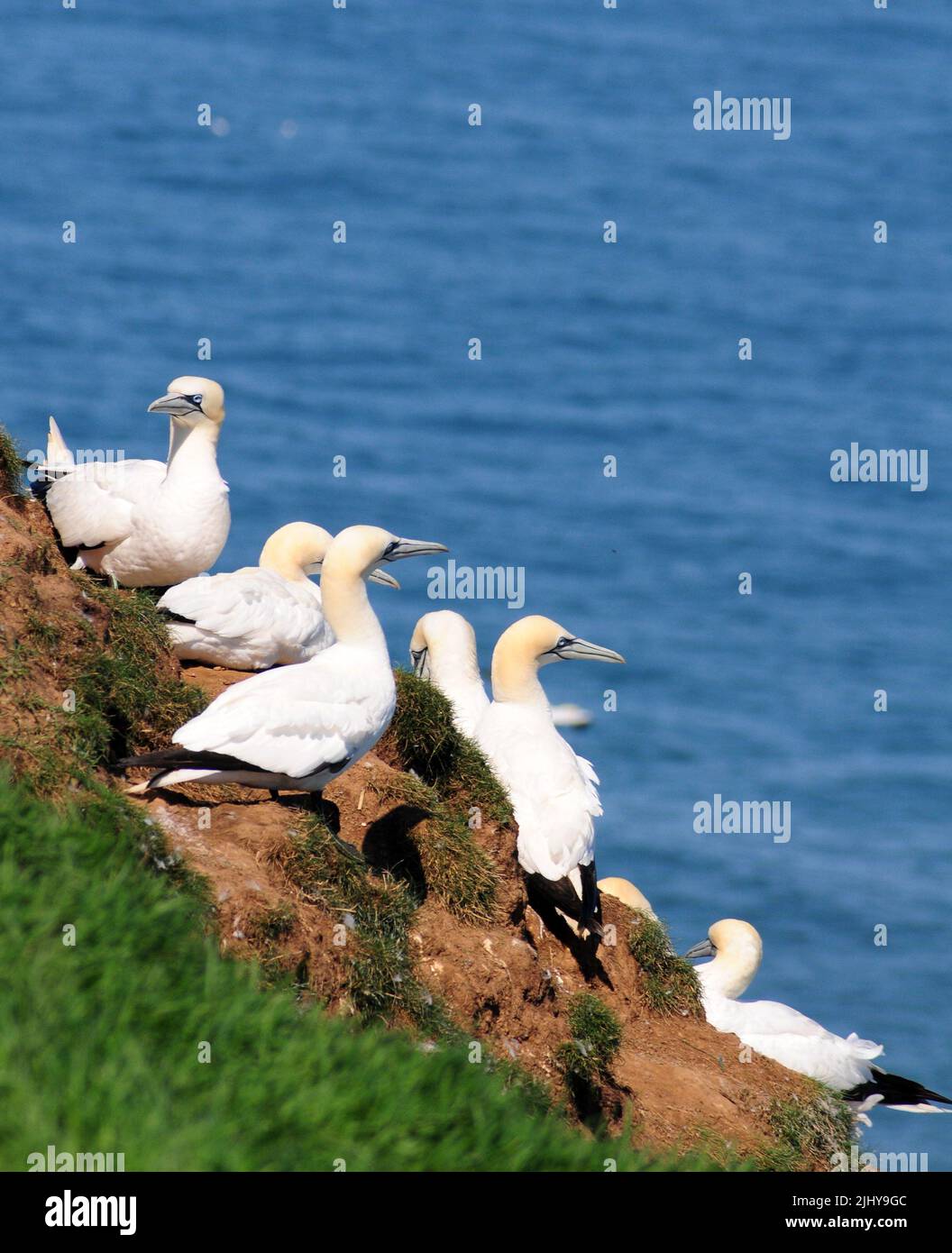 Gannets perched on a cliff. Stock Photo