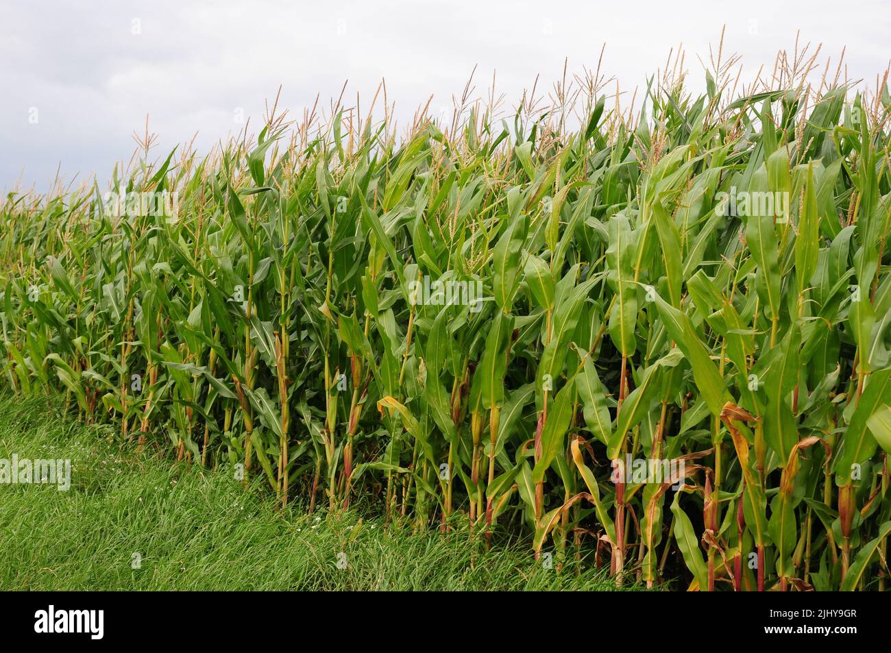Maize growing for cattle feed. Stock Photo