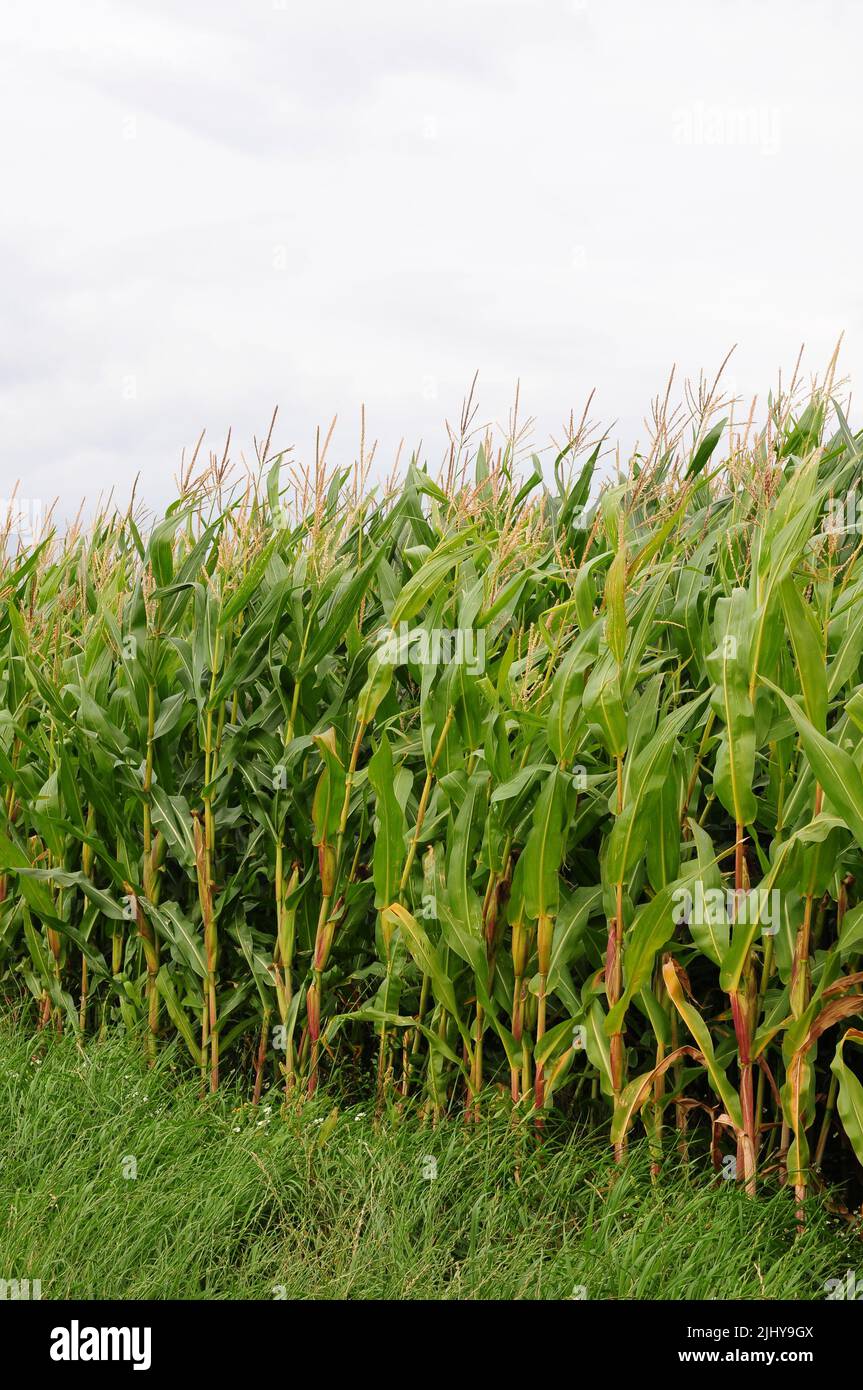 Maize growing for  cattle feed. Stock Photo