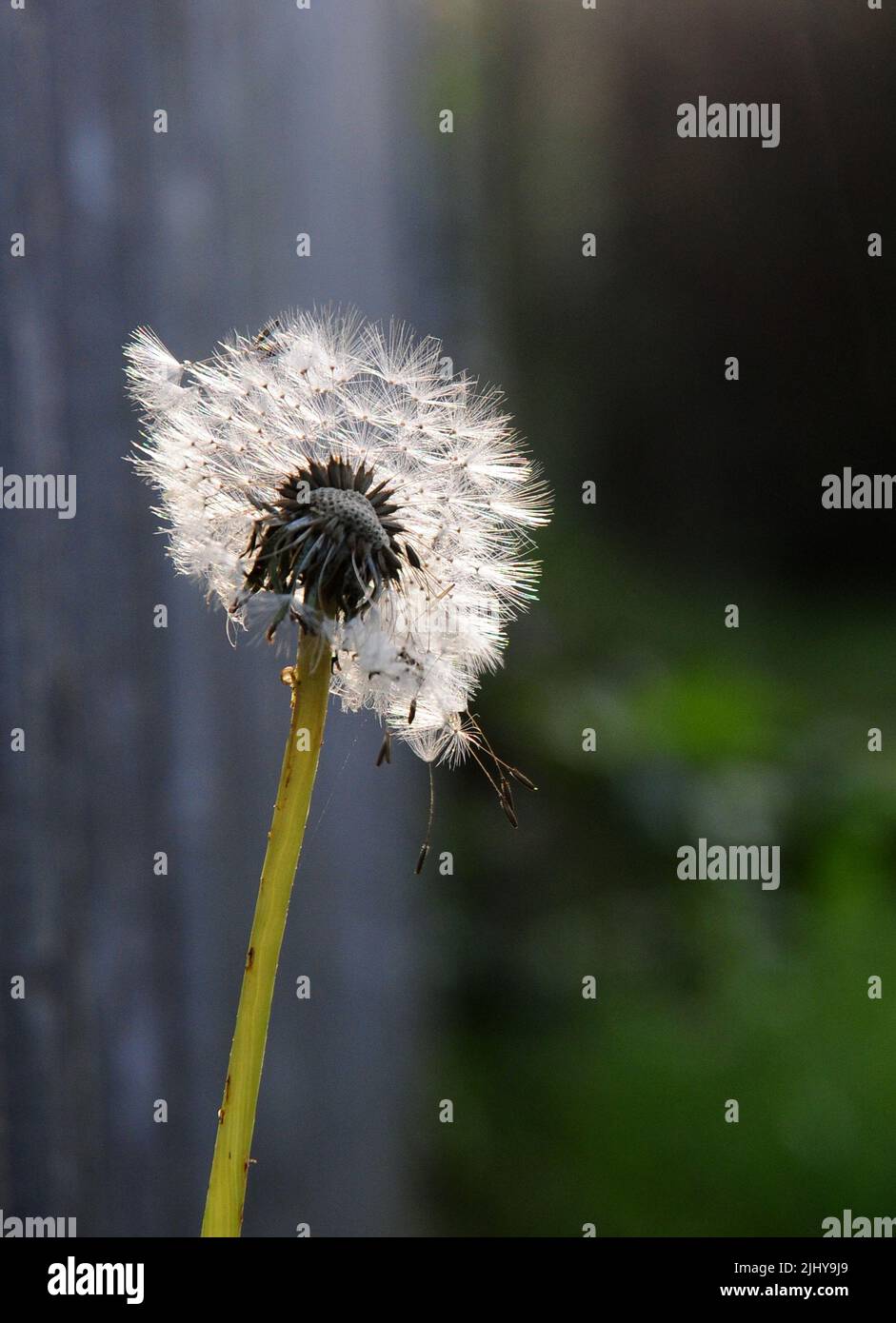 Dandelion seed head. Stock Photo