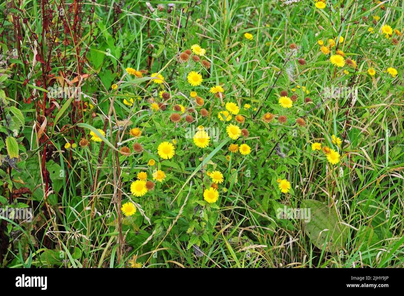Fleabane flowering in a wildflower meadow. Stock Photo