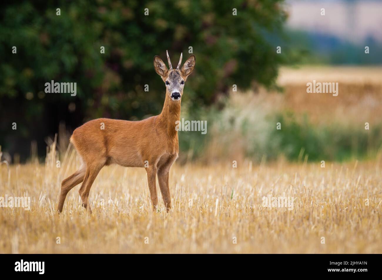 Roe deer looking to the camera on stubble in summer Stock Photo