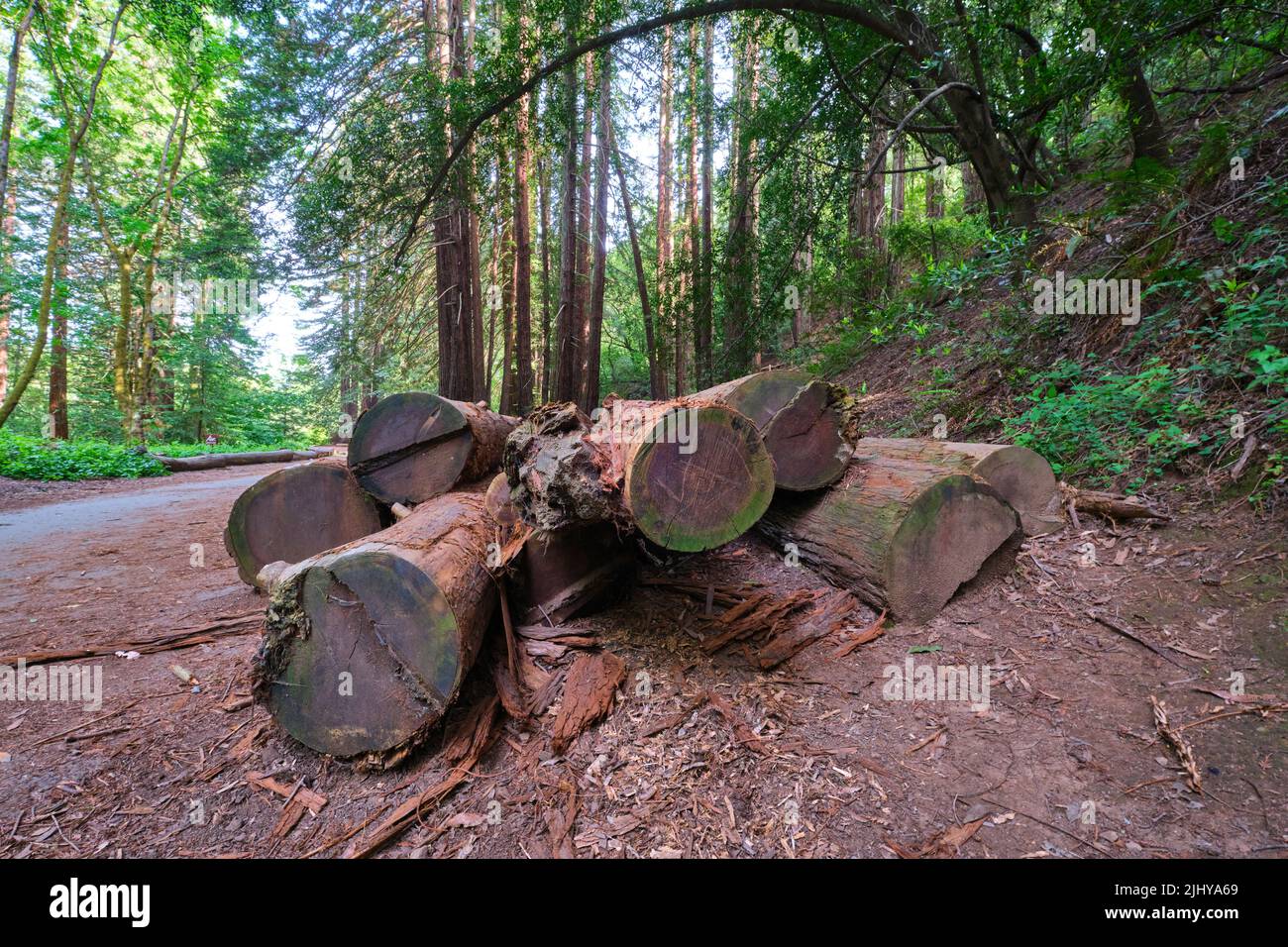 A pile, stack of old logs by the side of a path, trail. At Redwood Regional Park in Oakland, California. Stock Photo