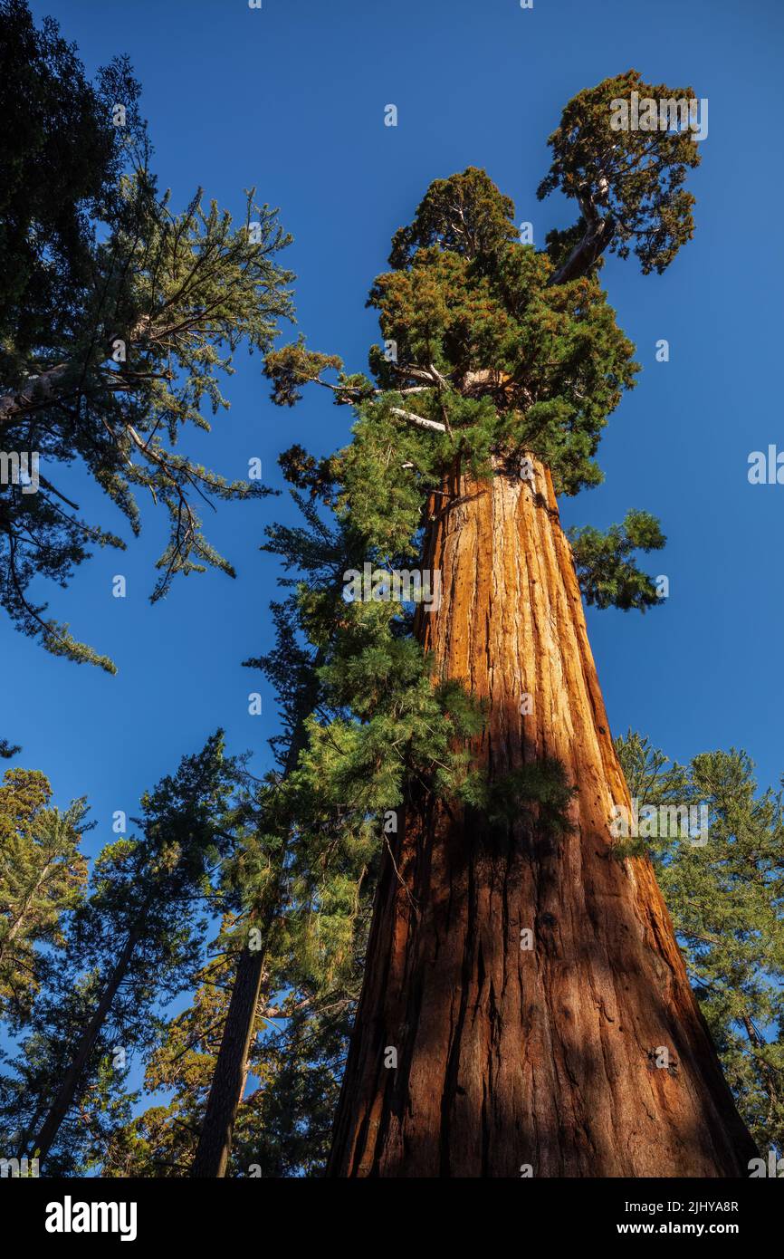 Giant Sequoia, General Grant Grove, Kings Canyon National Park, California Stock Photo