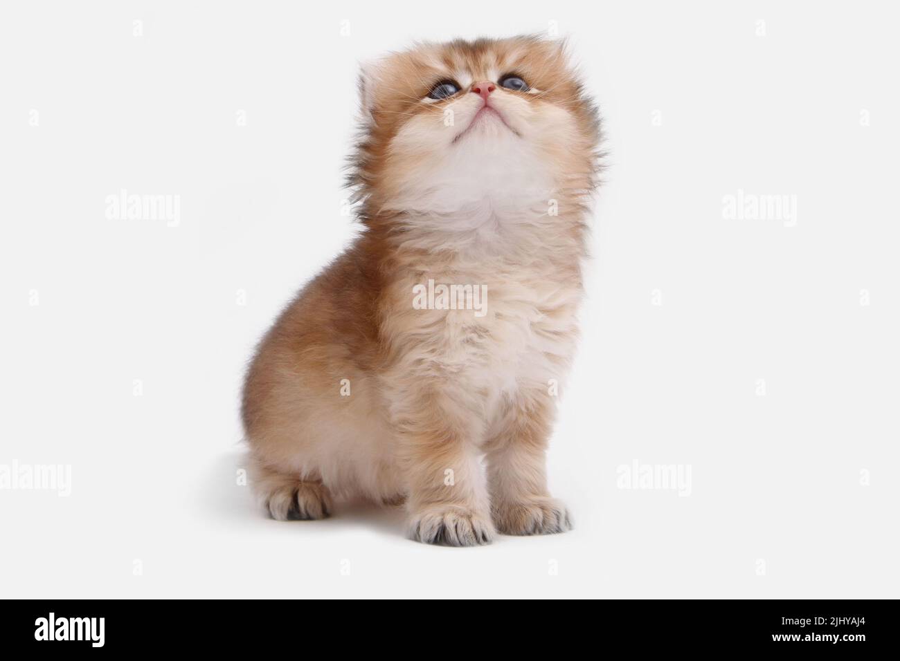 British longhair kitten on white background with green leaves. Golden