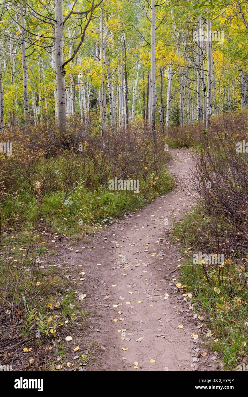 Trail into quaking aspen in autumn, Big Cottonwood Canyon, Wasatch Mountains, Utah Stock Photo