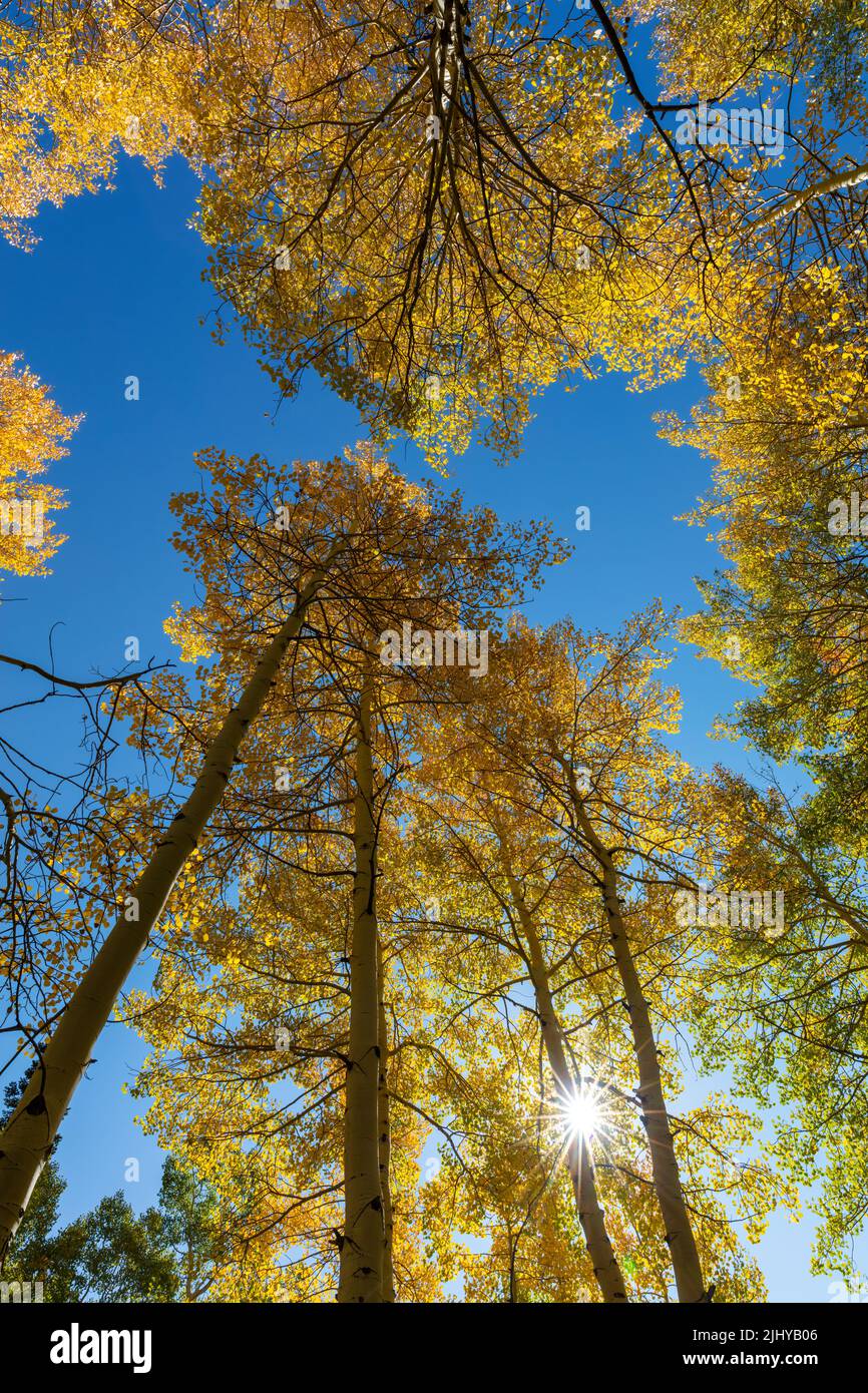 Looking up through the quaking aspen in autumn, Big Cottonwood Canyon, Wasatch Mountains, Utah Stock Photo
