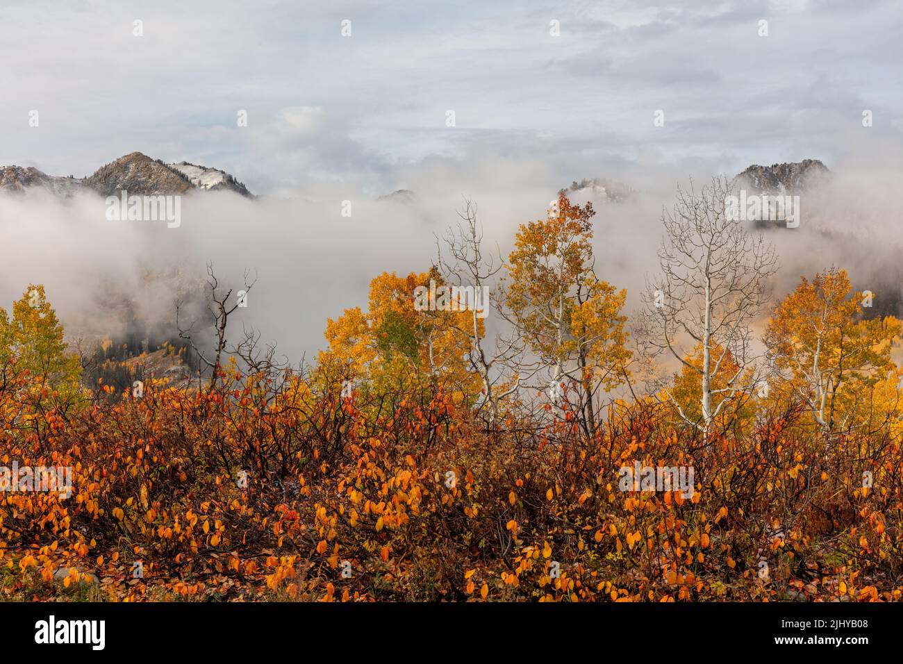 Fall foliage, Big Cottonwood Canyon, Wasatch Mountains, Utah Stock Photo