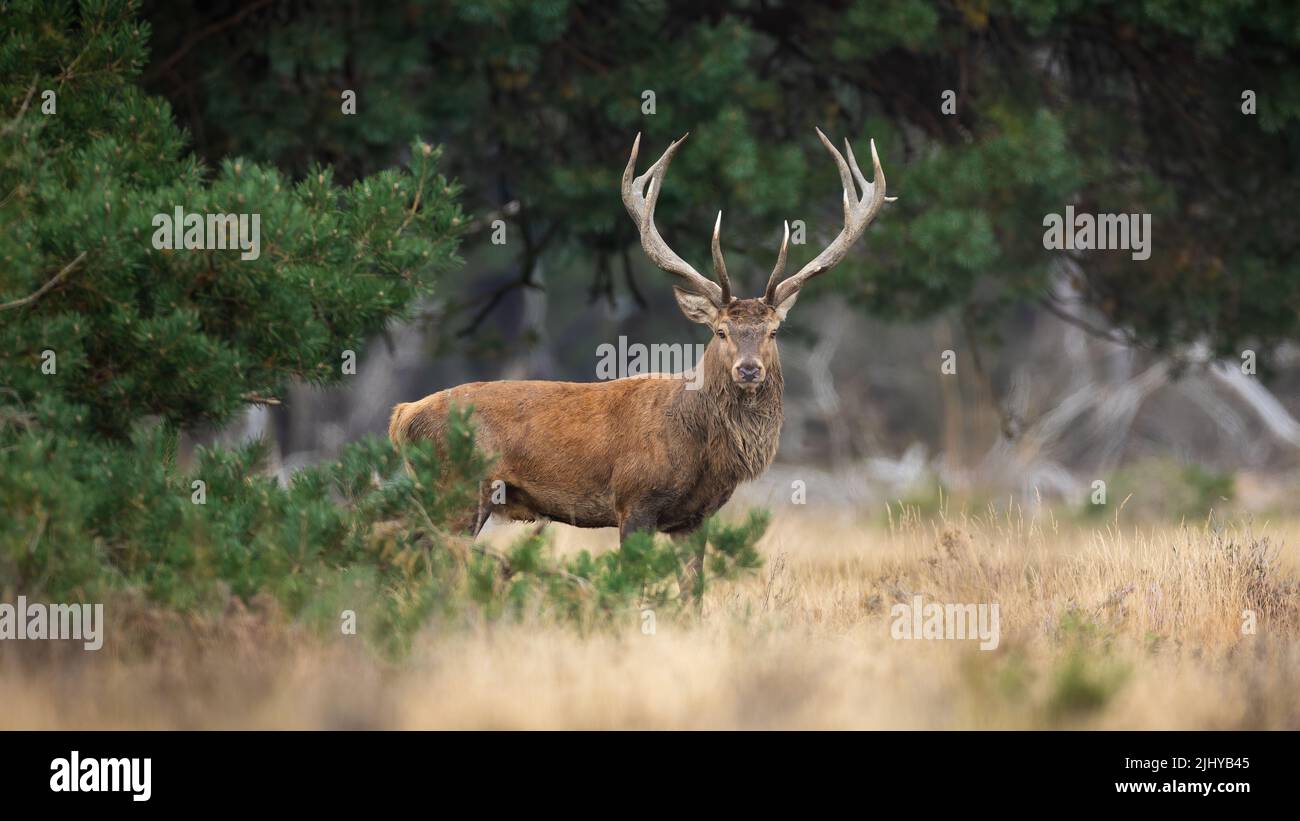 Majestic red deer looking to the camera in pine forest Stock Photo