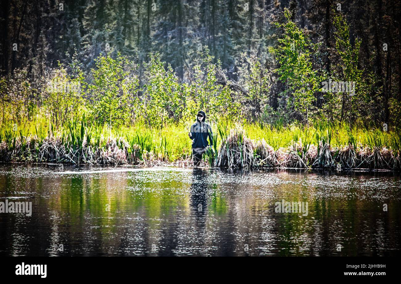 June 28 2022 Fairbanks Alaska Fisherman fishing in lake wading at edge with evergreen and cottonwood forest in background Stock Photo