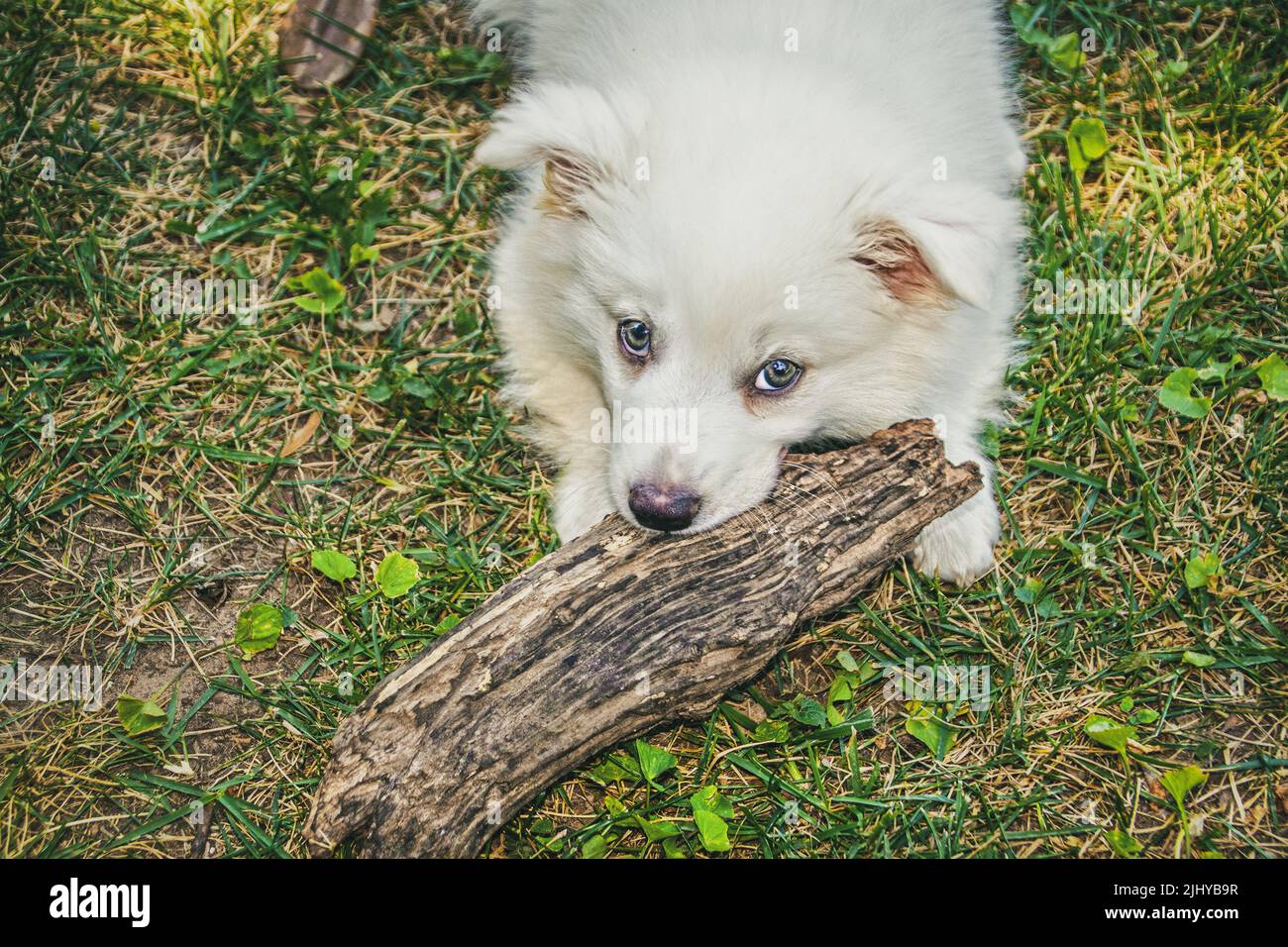Nine week old American Eskimo puppy chewing on a piece of wood and  looking up in a residential yard Stock Photo