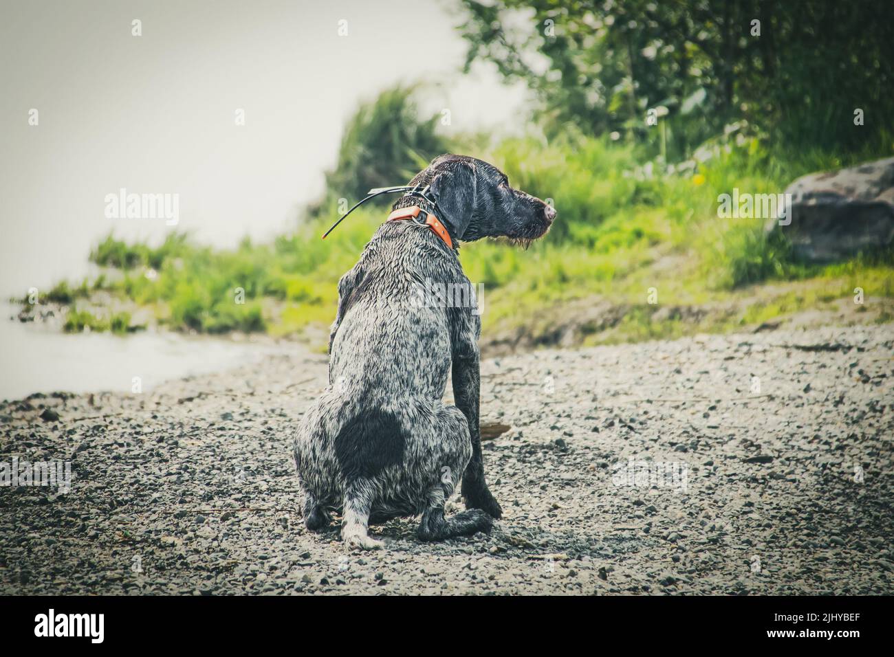 Wet dog on river beach waits for owner to throw floaty toy that he can catch and retrieve Stock Photo