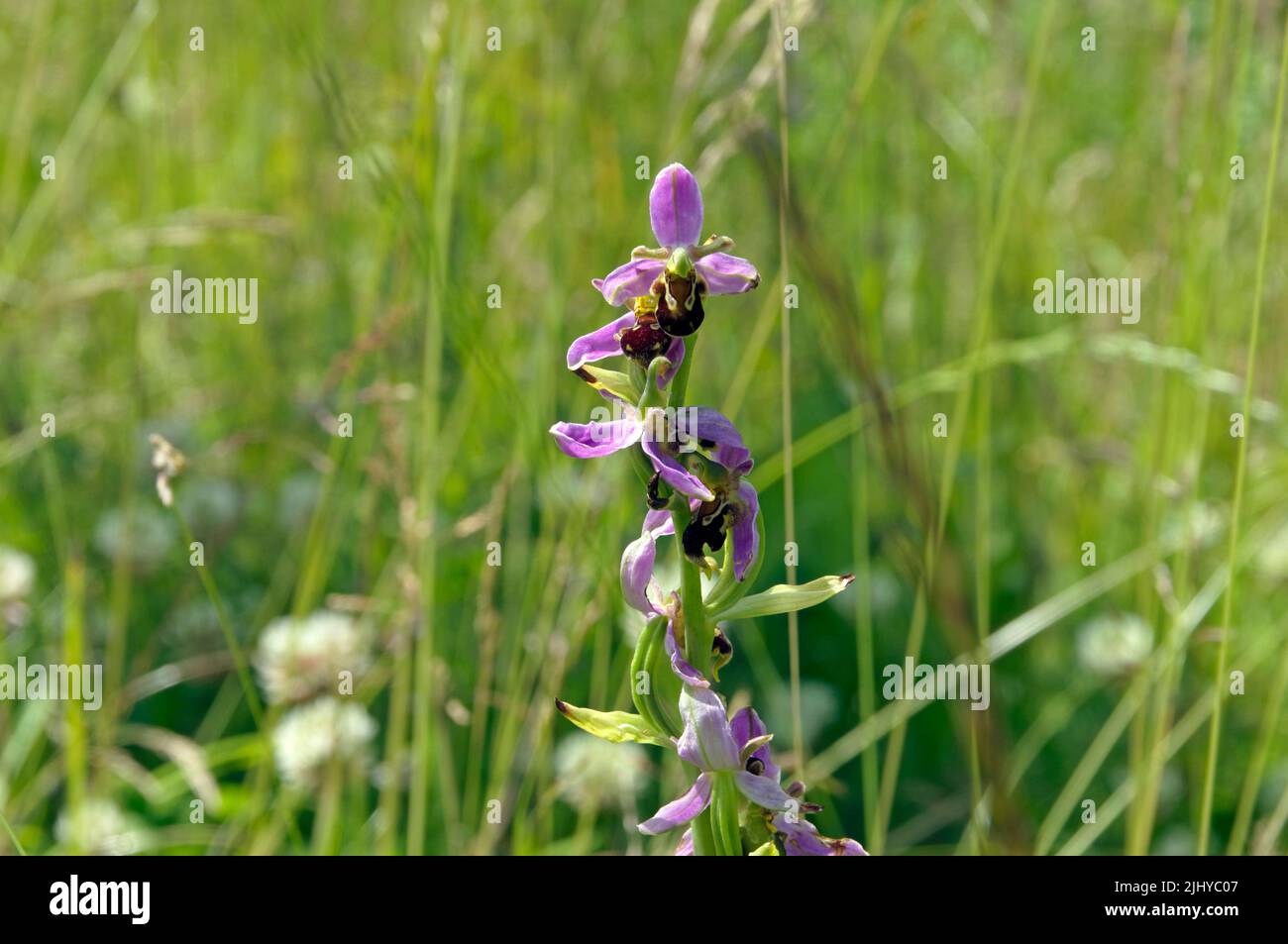Bee orchids - Ophrys apifera - at Cardiff Bay Wetland Nature reserve, July 2022. Summer. Stock Photo