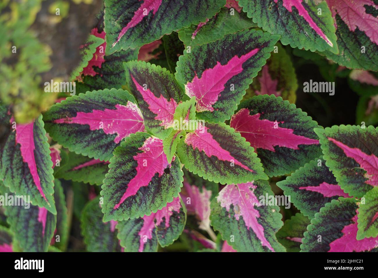 Coleus scutellarioides with a natural background Stock Photo