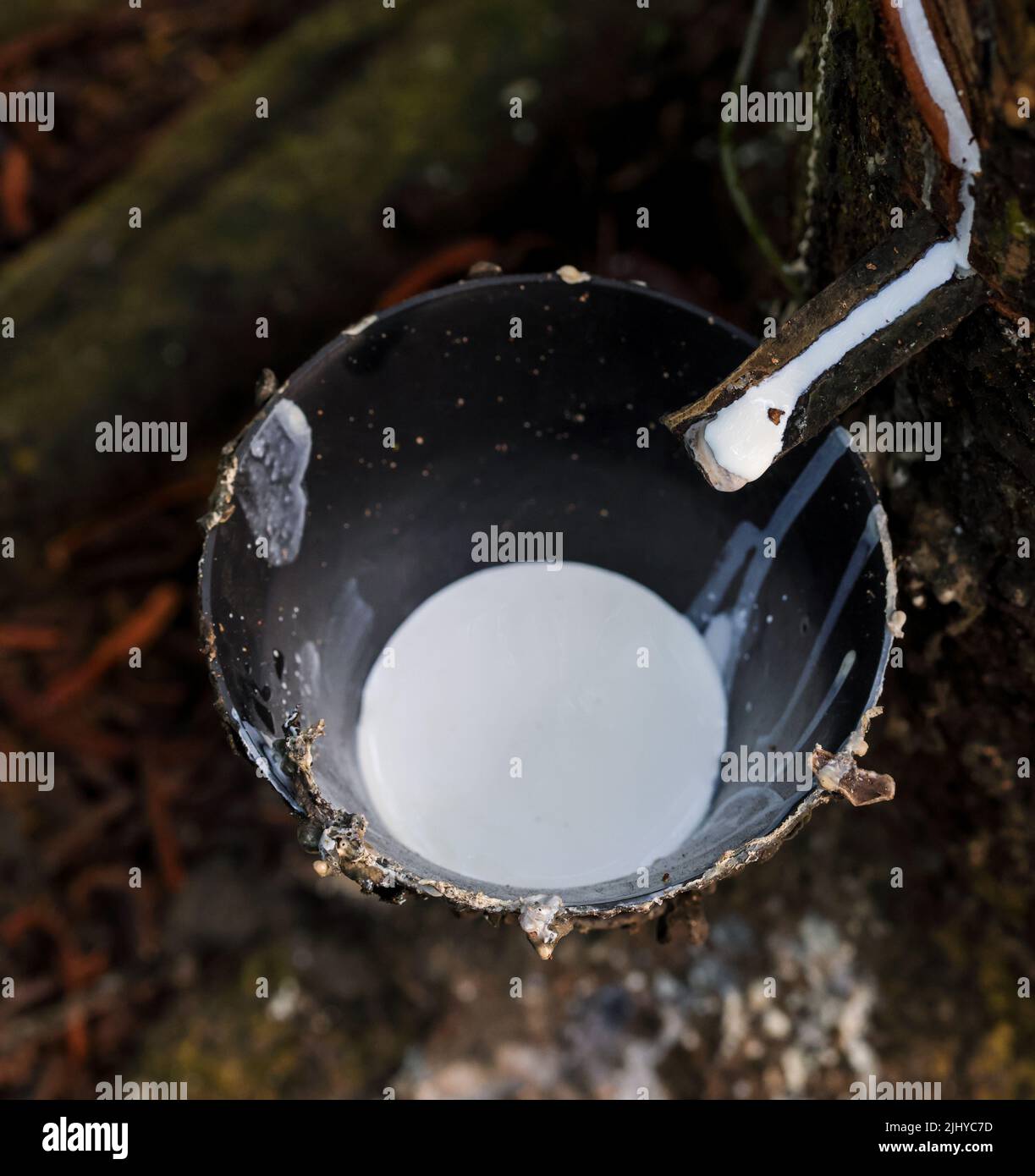 Rubber latex flowing into the collection bowl.This photo was taken from