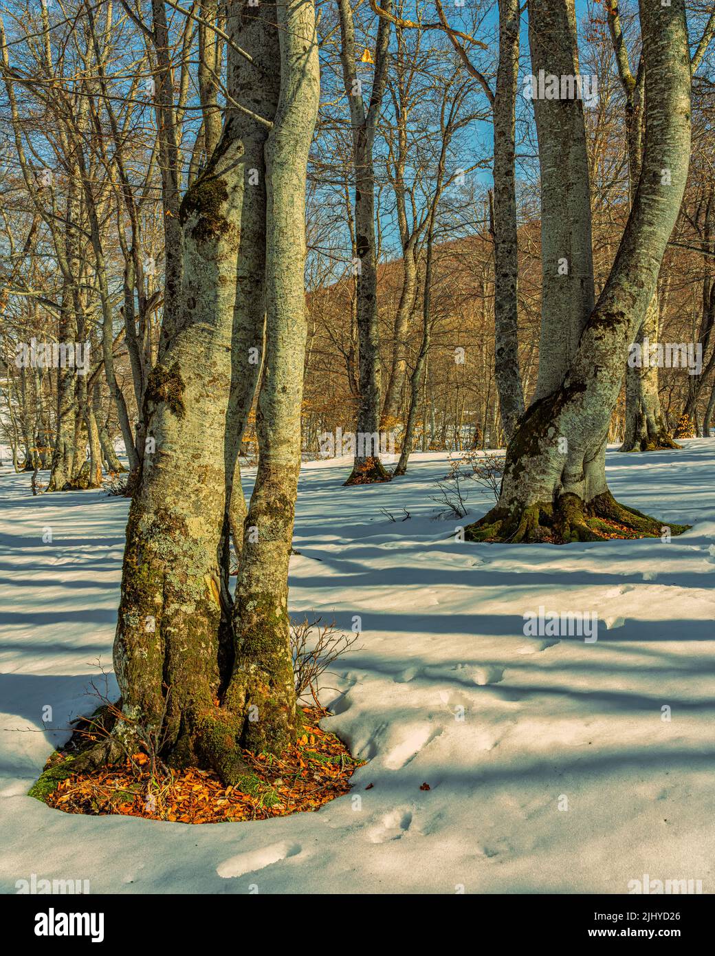 Young beech trees, bare of leaves, in a snowy landscape. Bosco di Sant'Antonio Nature Reserve, Pescocostanzo, province of L'Aquila, Abruzzo, Italy Stock Photo