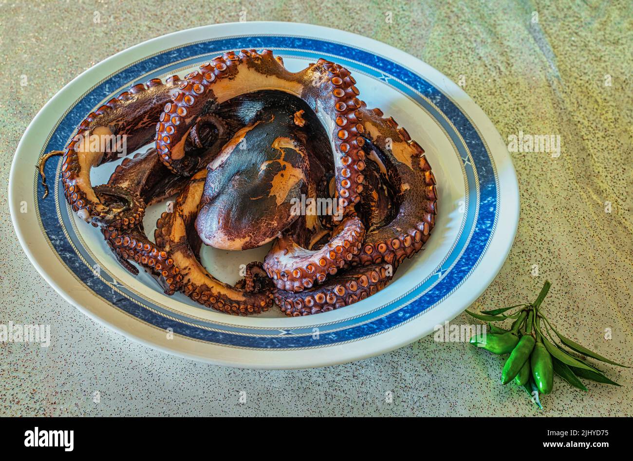 A freshly caught octopus placed in a blue and white plate ready to be cooked. Abruzzo, Italy, Europe Stock Photo