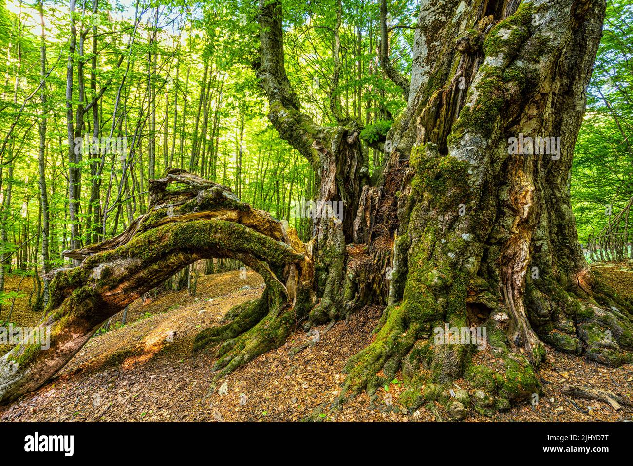 Secular Beech of the Pontone crashed by a spring lightning. National Park of Abruzzo, Lazio and Molise. Stock Photo
