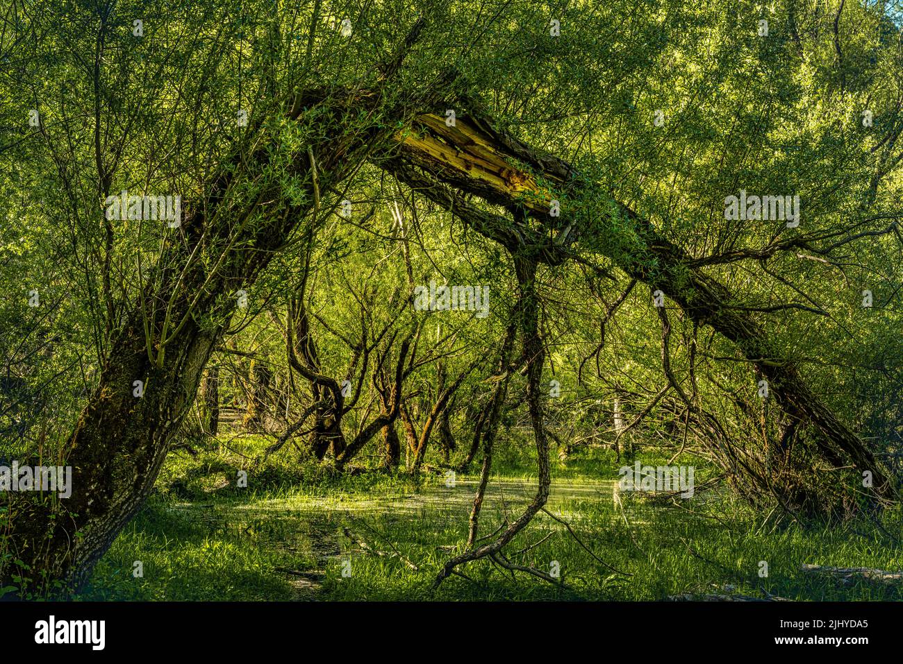 Willow trunk, broken by bad weather, in a willow wood in the national park of abruzzo lazio and molise. Abruzzo, Italy, Europe Stock Photo