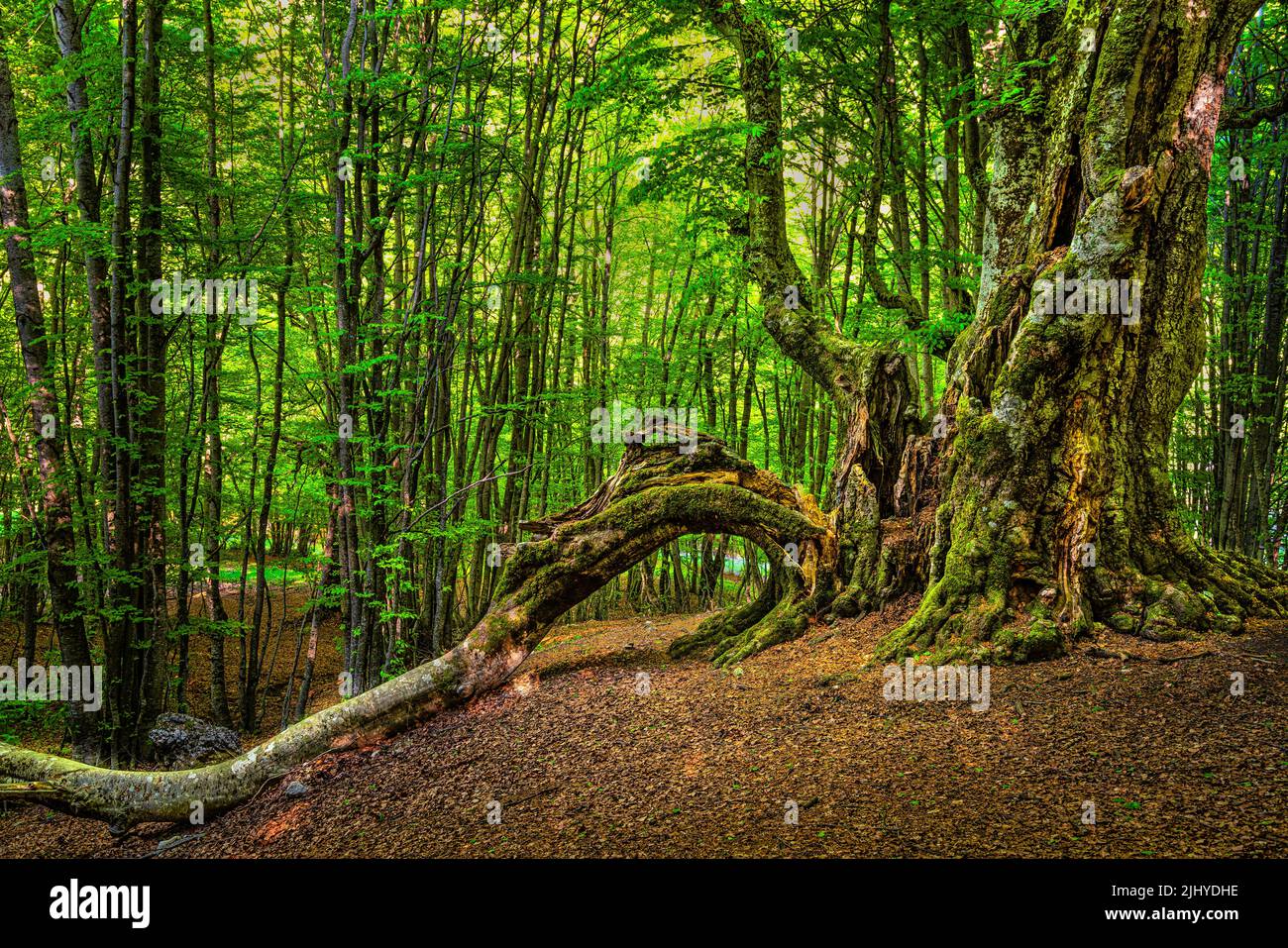 Secular Beech of the Pontone crashed by a spring lightning. National Park of Abruzzo, Lazio and Molise. Stock Photo