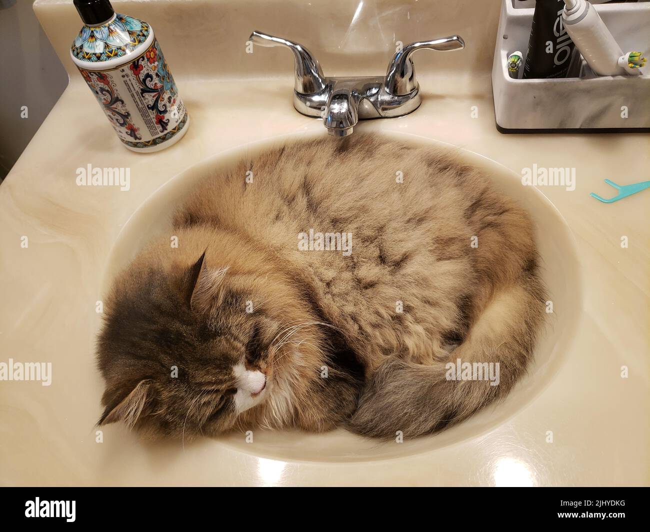 Cat sitting in sink hires stock photography and images Alamy