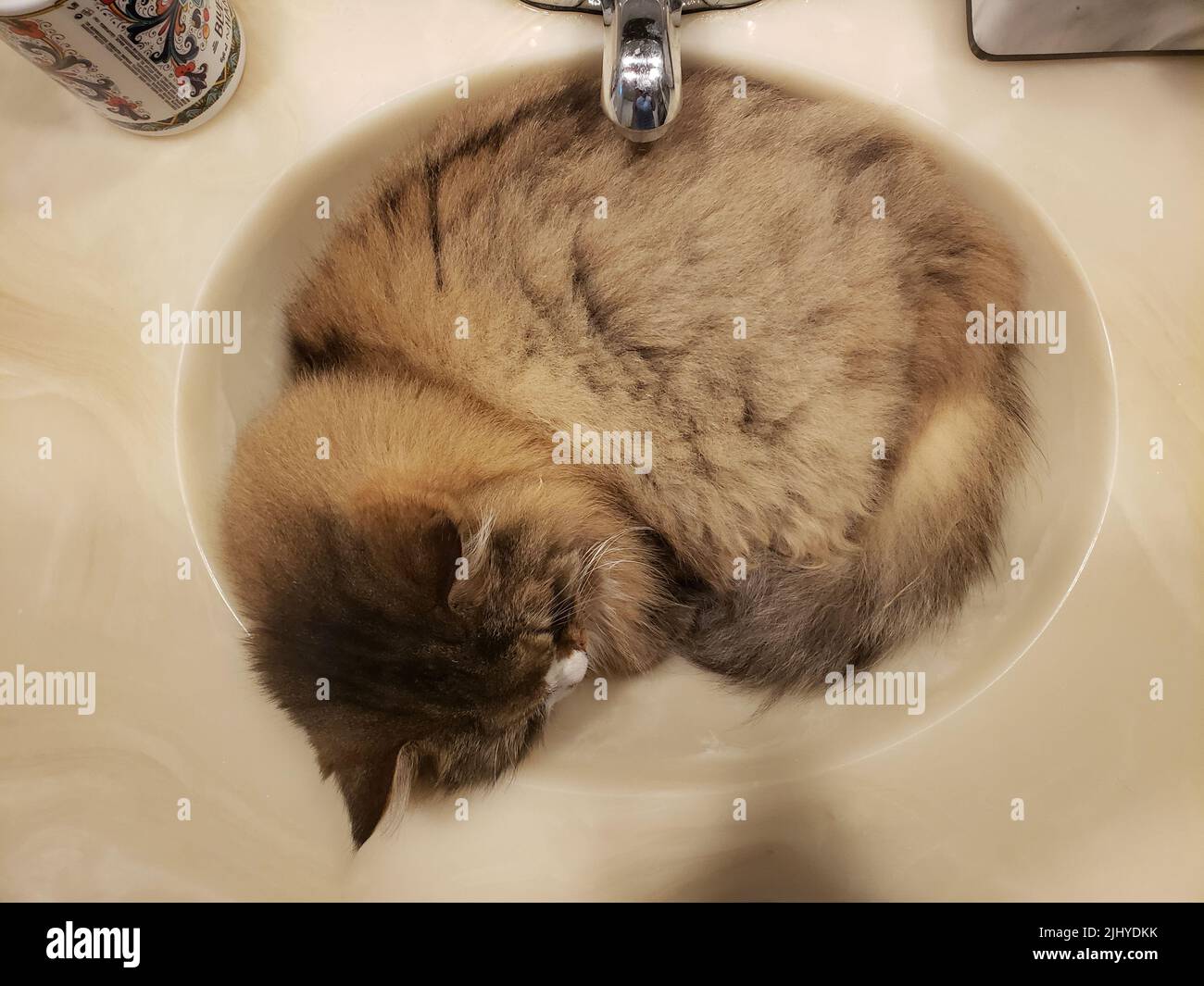 Wet dream cat hires stock photography and images Alamy