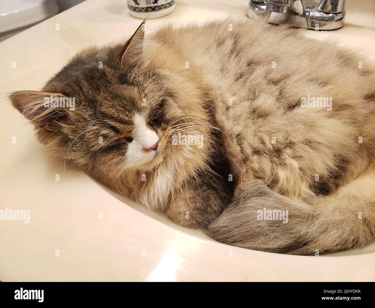 Sleeping cat in sink hires stock photography and images Alamy