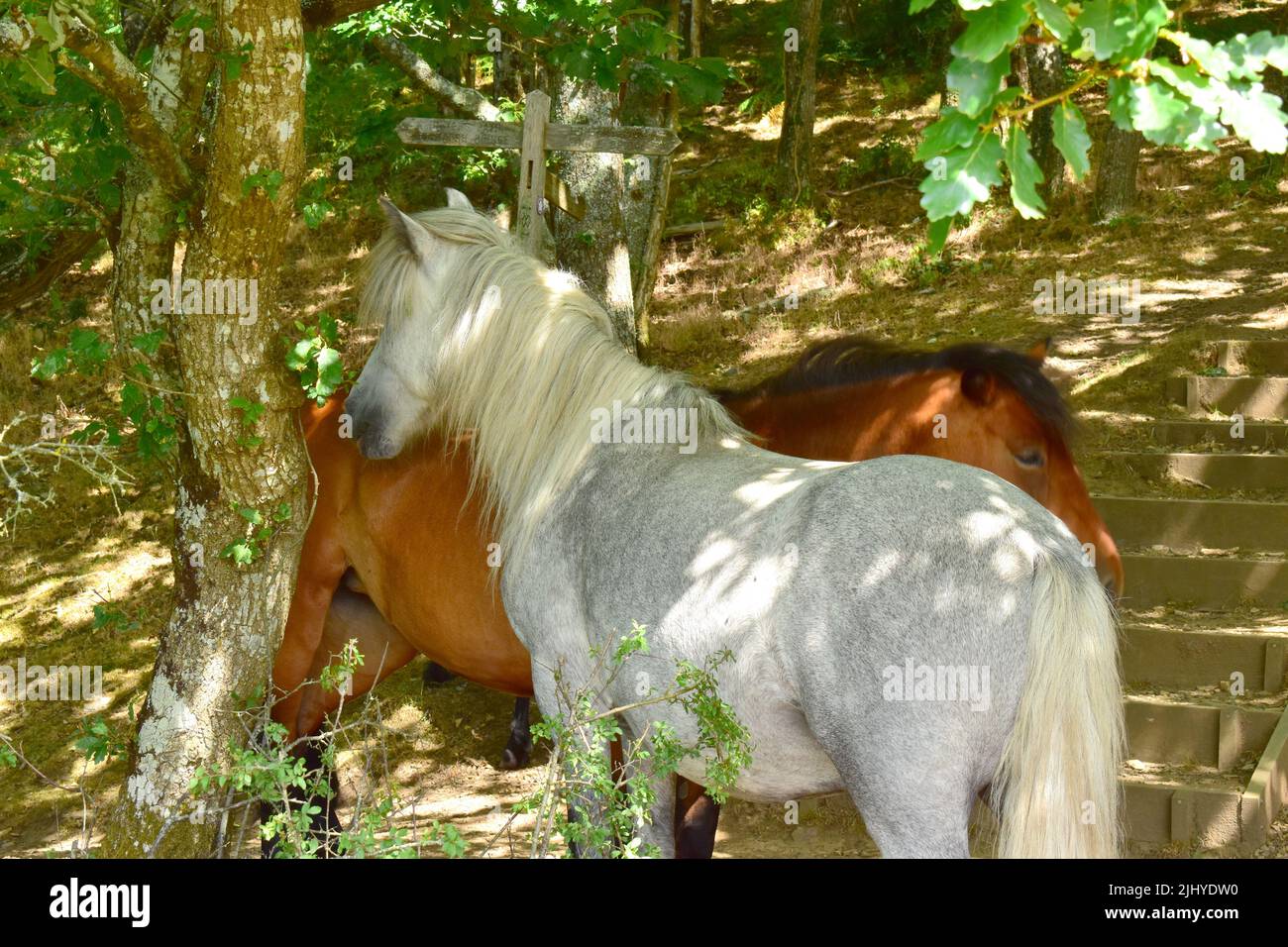 Dartmoor ponies at the steps down to Sharp Tor. Stock Photo