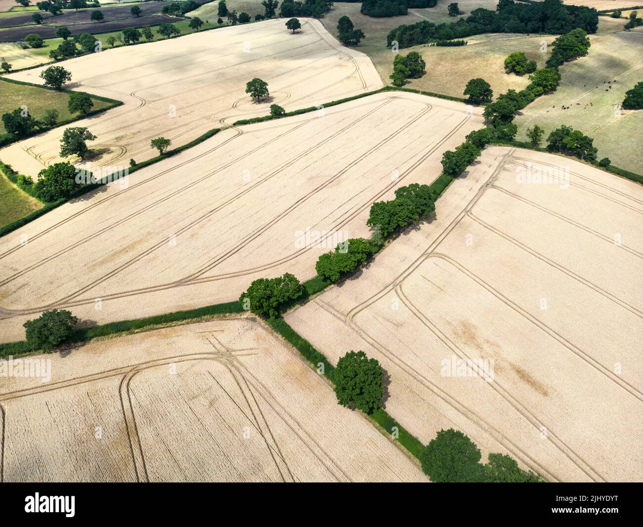 Aerial view of dry fields of Wheat crop ready for harvest in fields