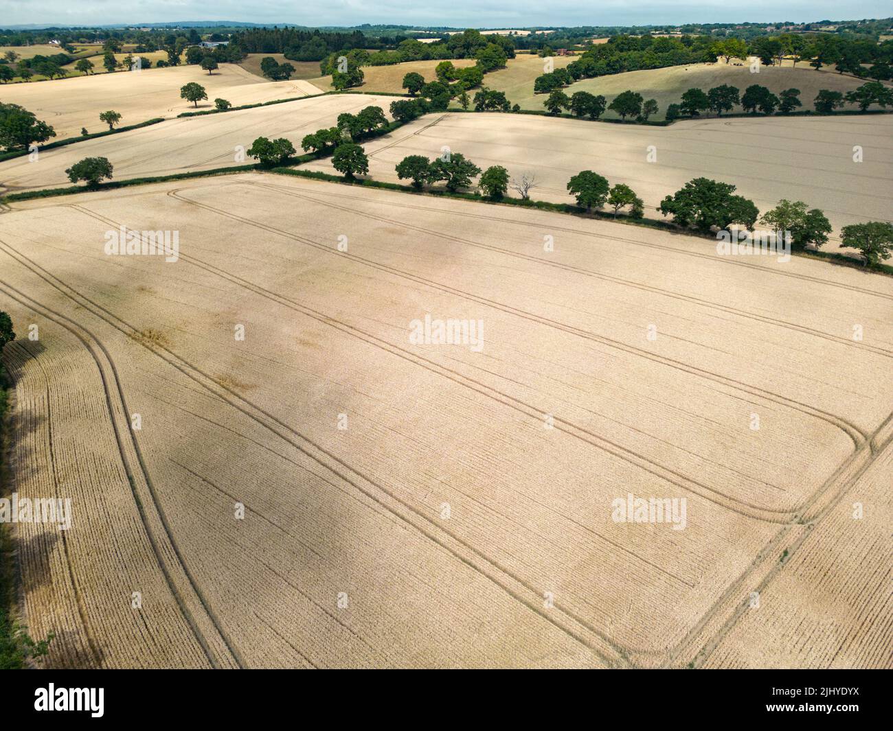 Aerial view of dry fields of Wheat crop ready for harvest in fields near Redditch, Worcestershire Stock Photo
