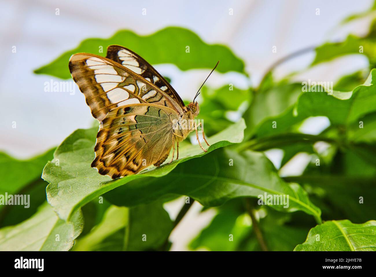 Brown Clipper butterfly with closed wings resting on plant Stock Photo -  Alamy