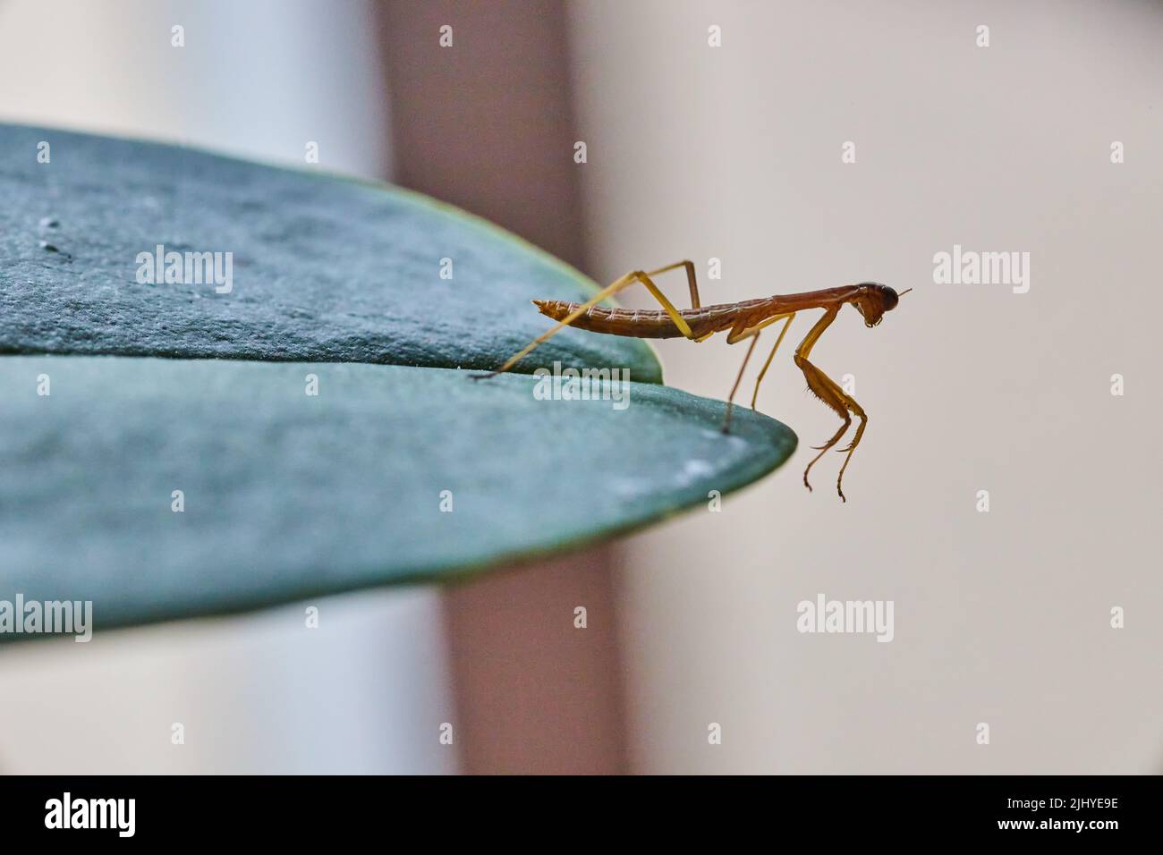 Tiny pray mantis baby on green leaf Stock Photo