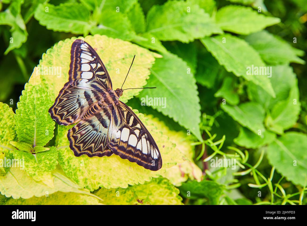 Brown Clipper butterfly on yellow and green leaves of garden Stock Photo