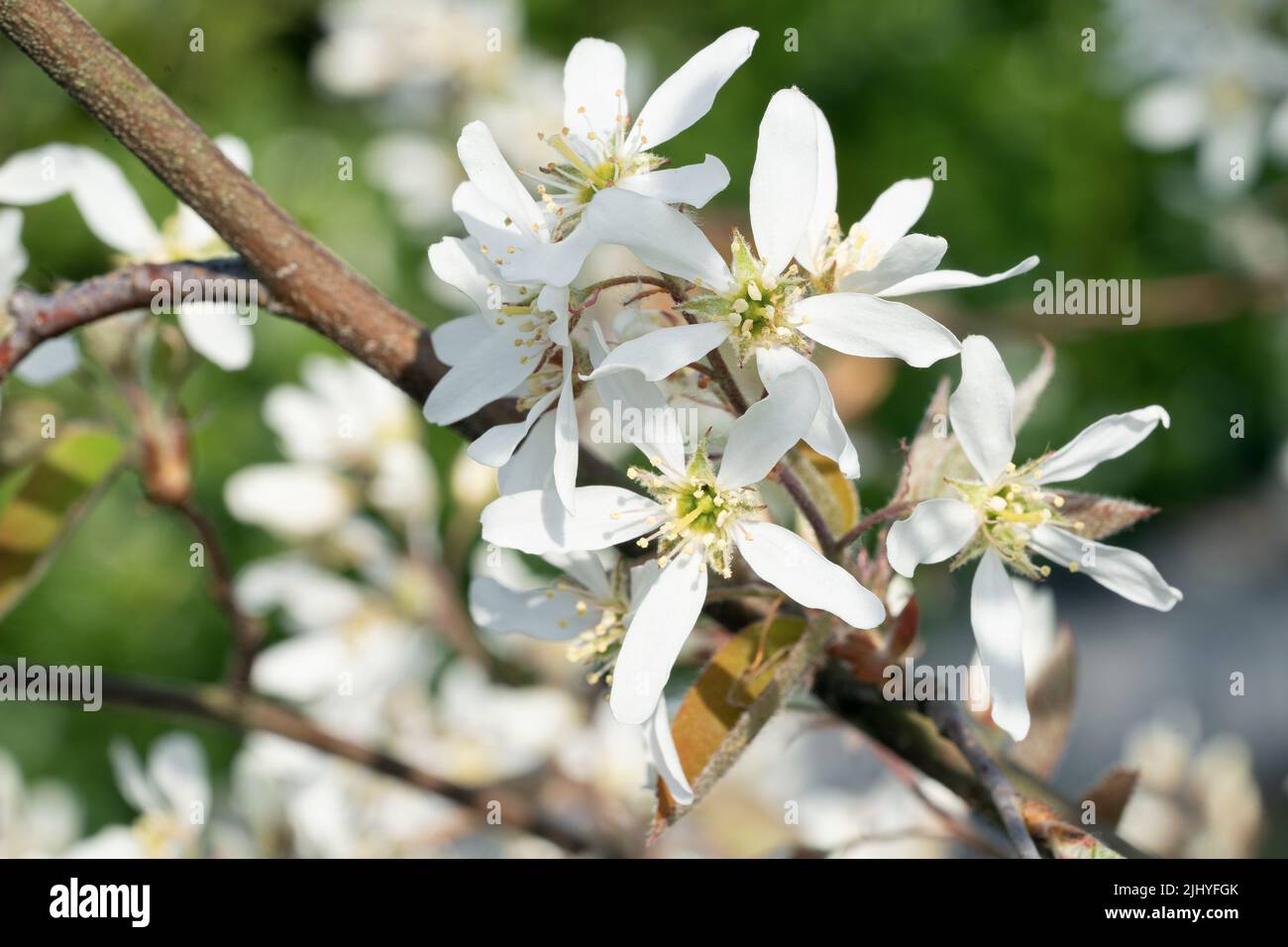 Juneberry (Amelanchier lamarckii), blooms of springtime Stock Photo