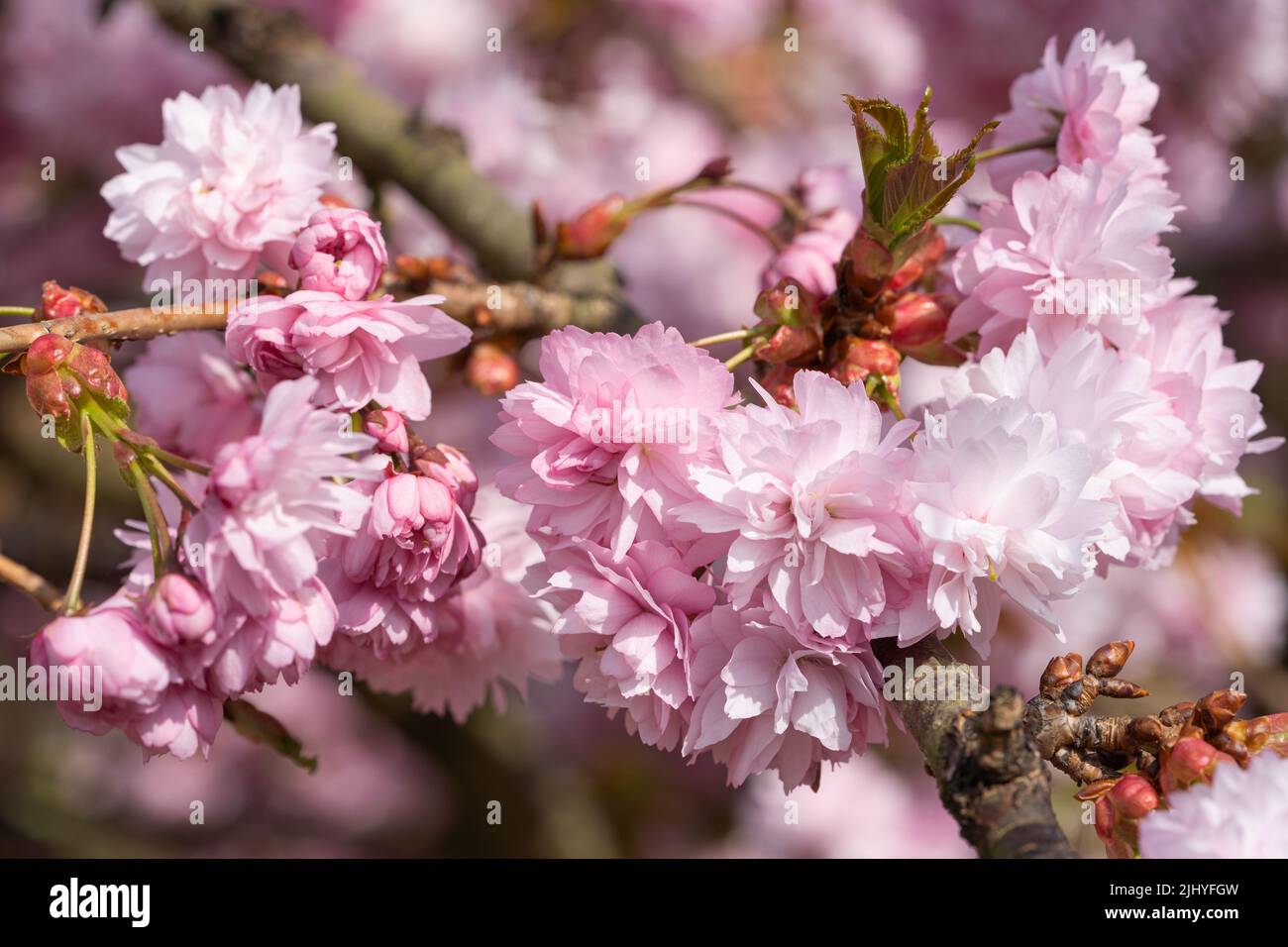Prunus kiku shidare sakura hi-res stock photography and images - Alamy